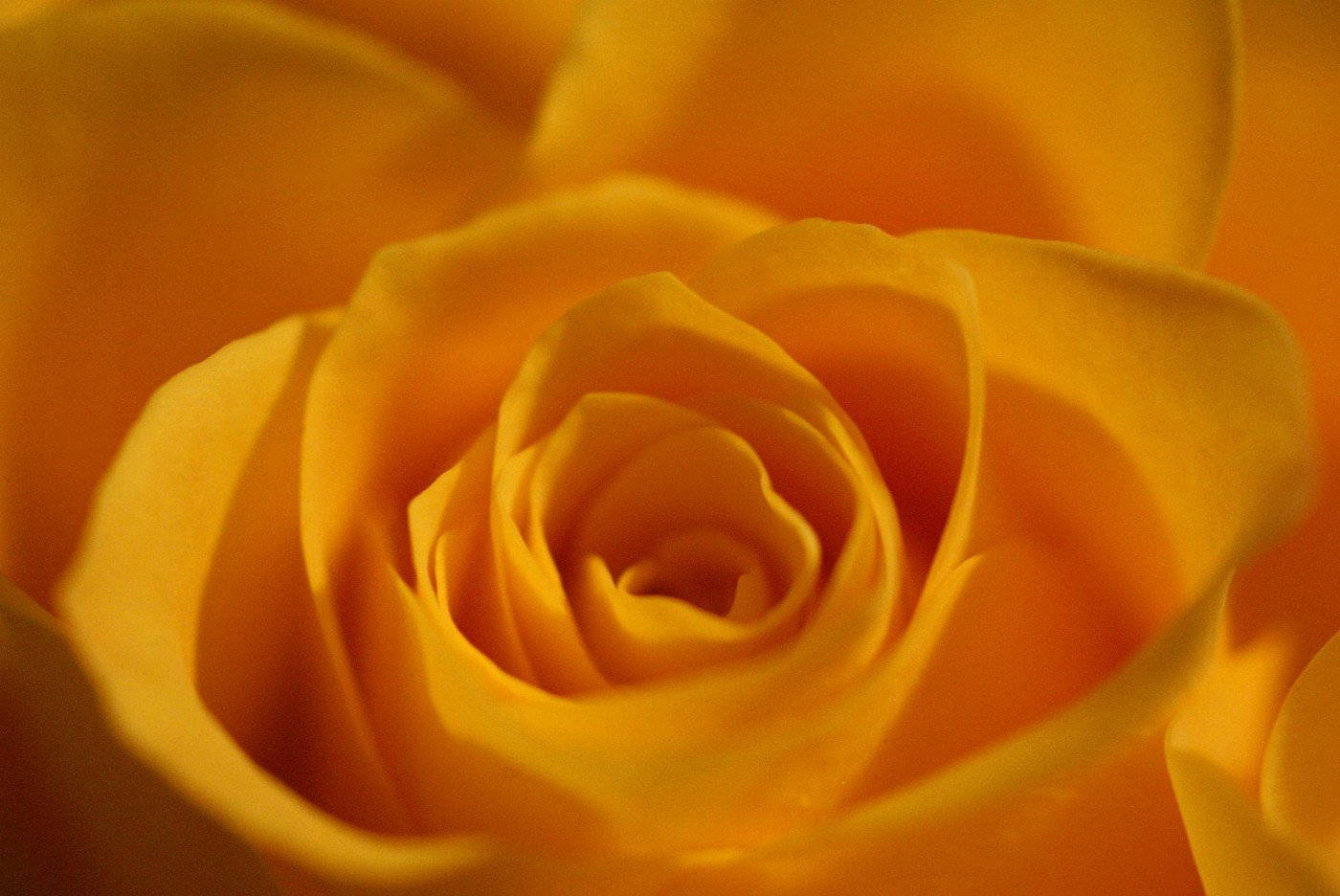 Yellow Rose Soft Petals Background