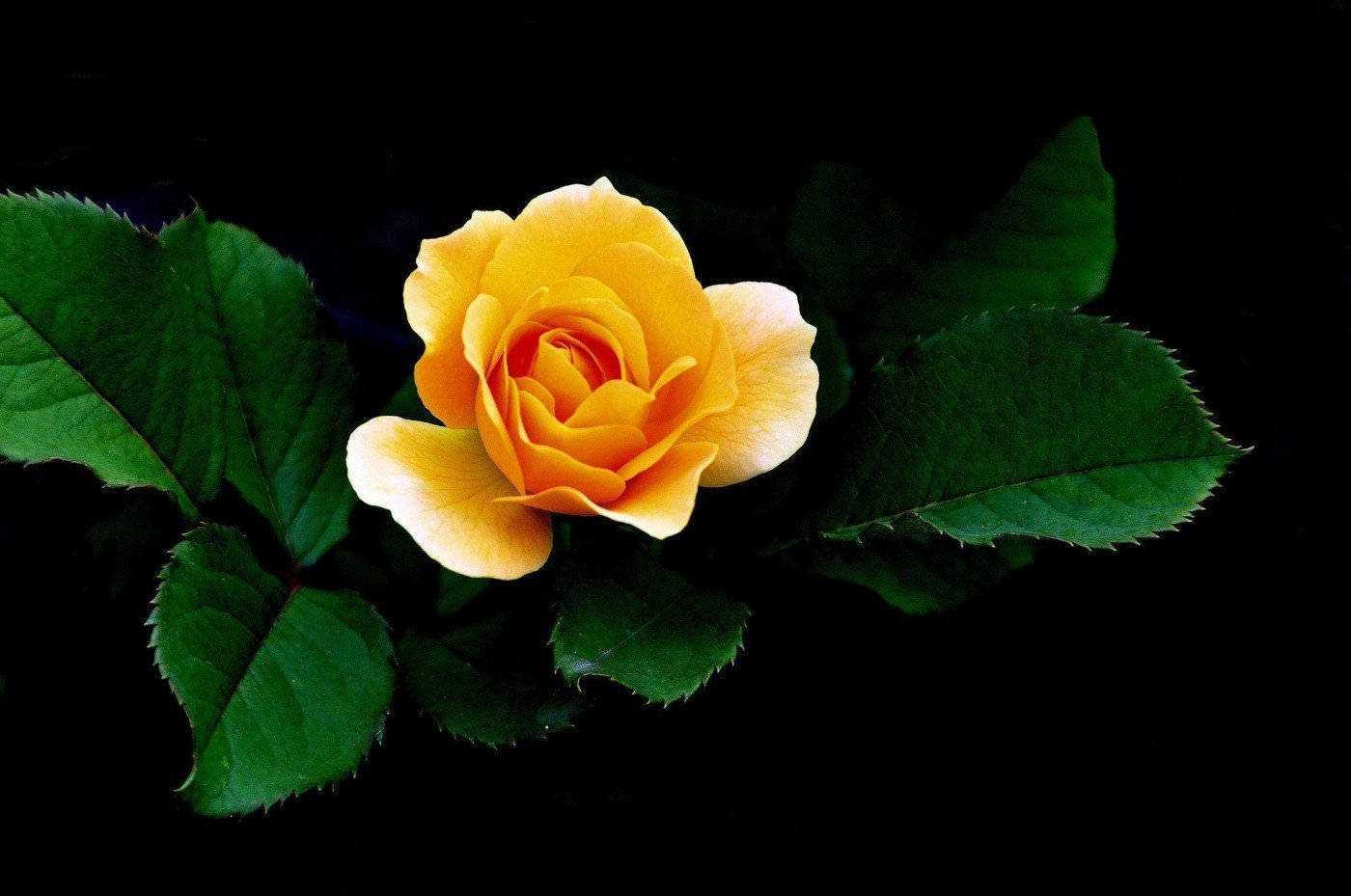 Yellow Rose To Orange Background