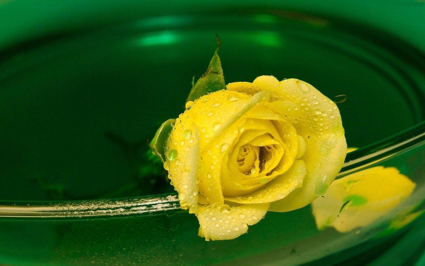 Yellow Rose With Dew Background