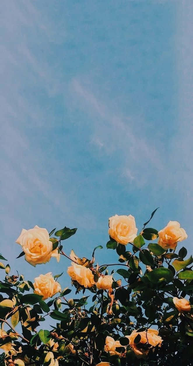 Yellow Roses Against A Blue Sky