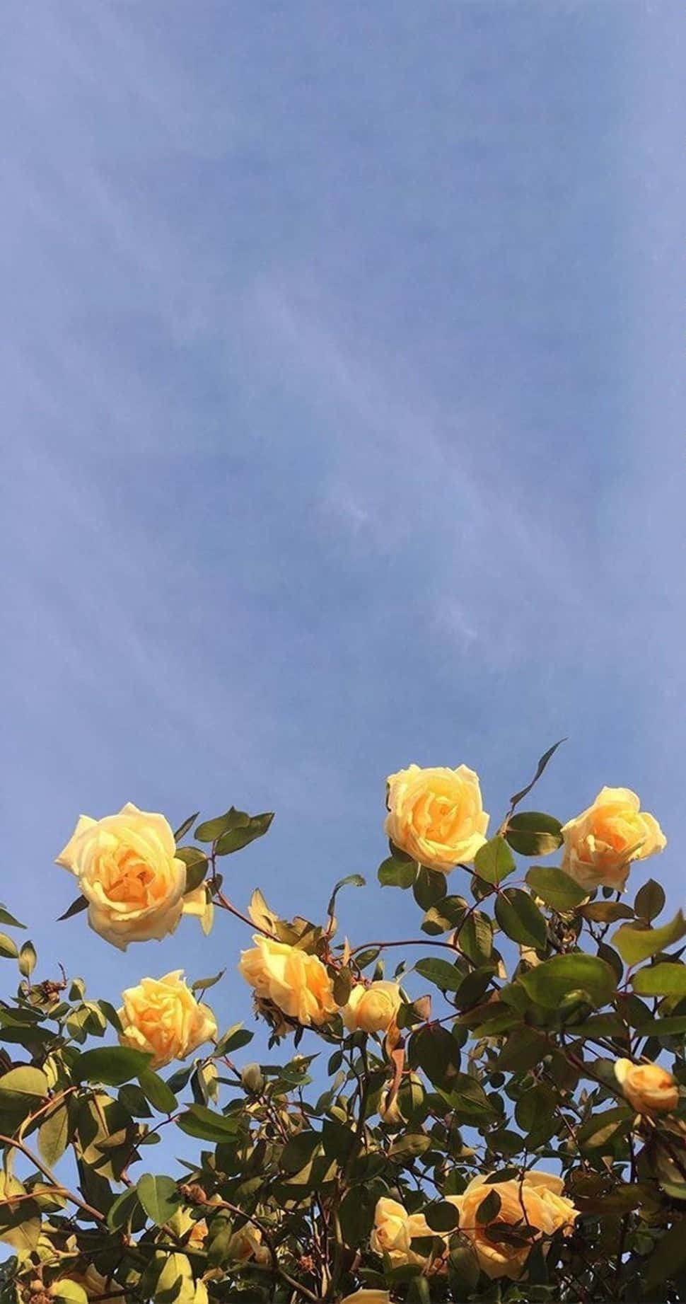 Yellow Roses In A Bush Background