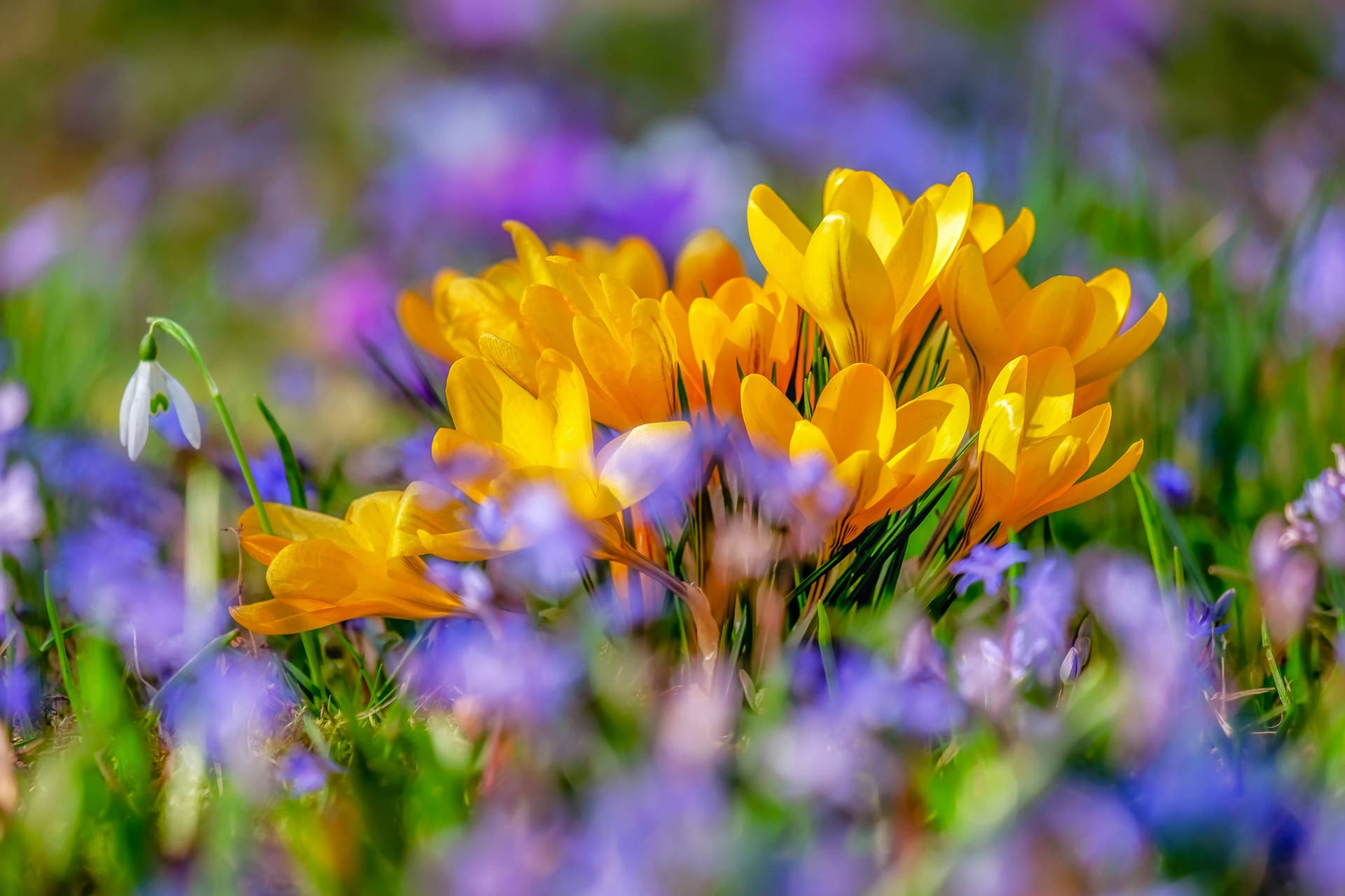 Yellow Saffron Crocus In The Middle Background