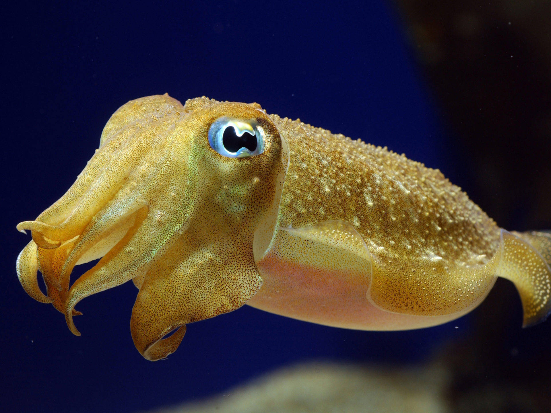 Yellow Seiche Pharaon Or Pharaoh Cuttlefish