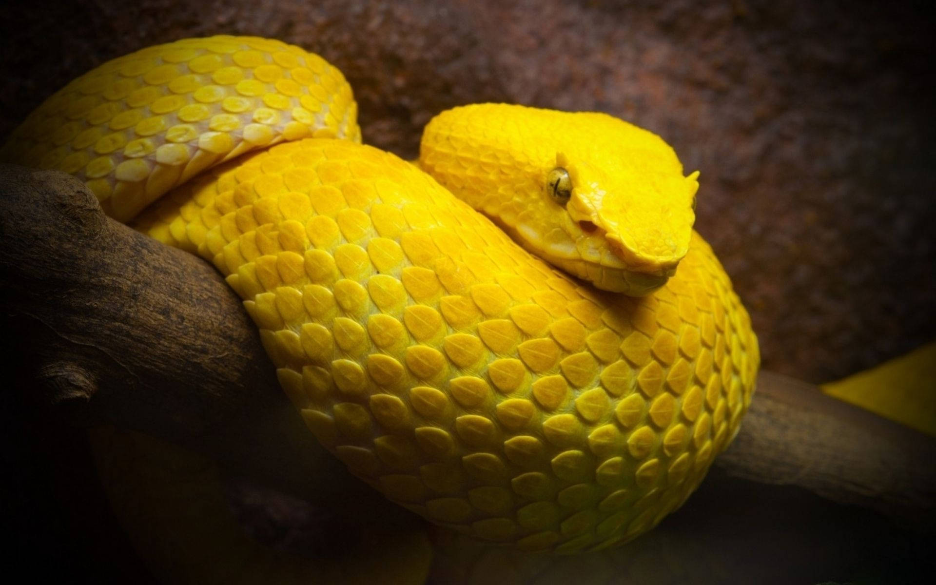 Yellow Serpent Snake Background