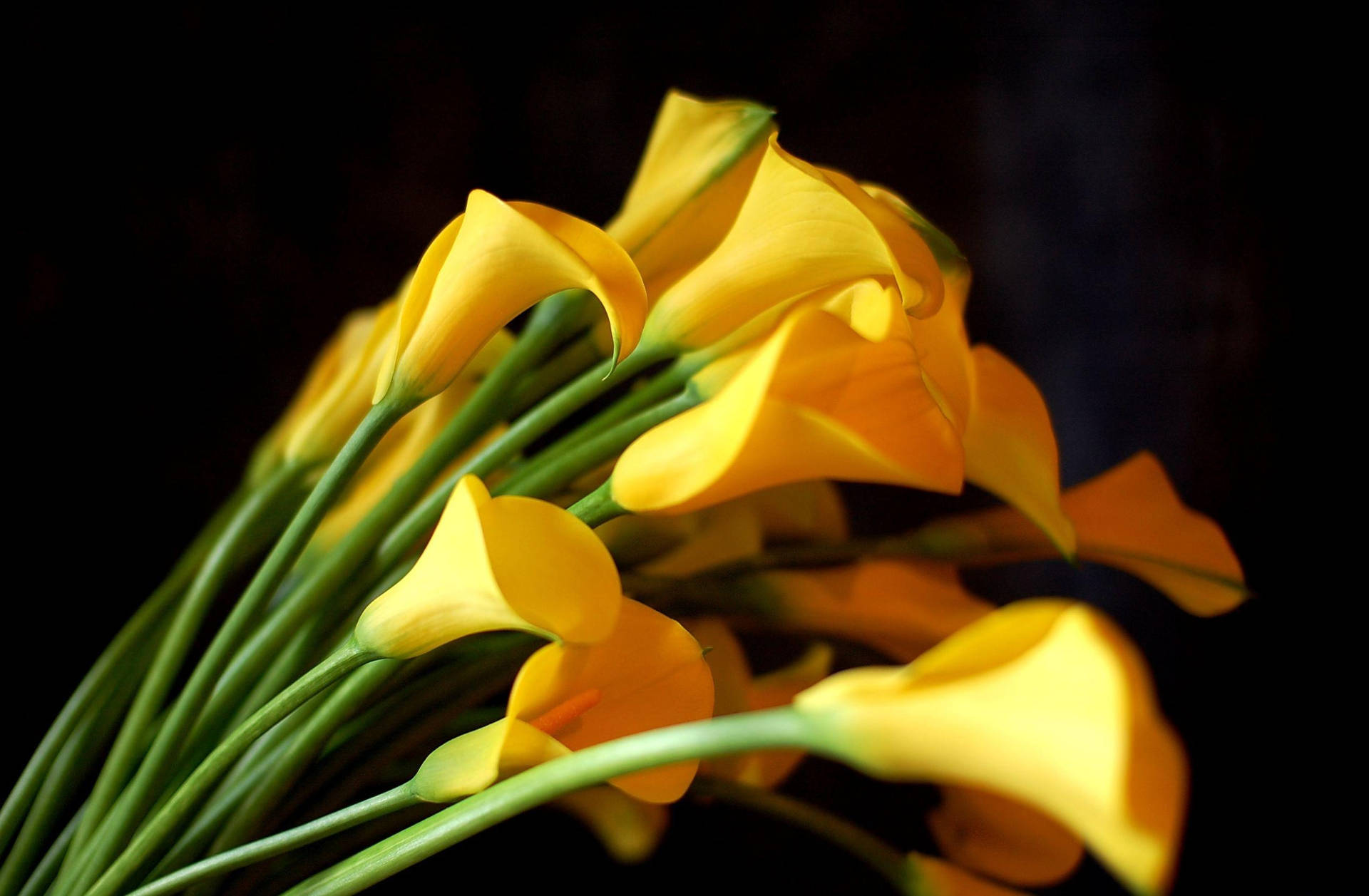 Yellow Sharp Calla Lilies Background