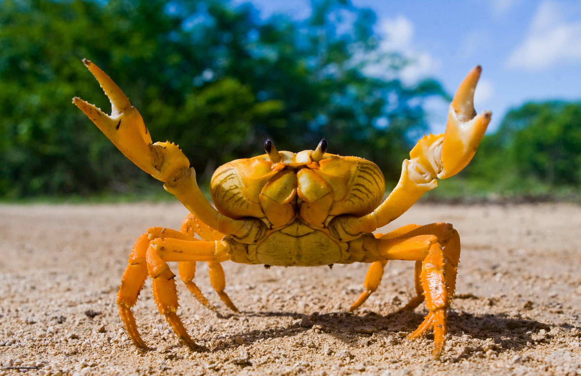 Yellow-shelled Crab In Beach Background