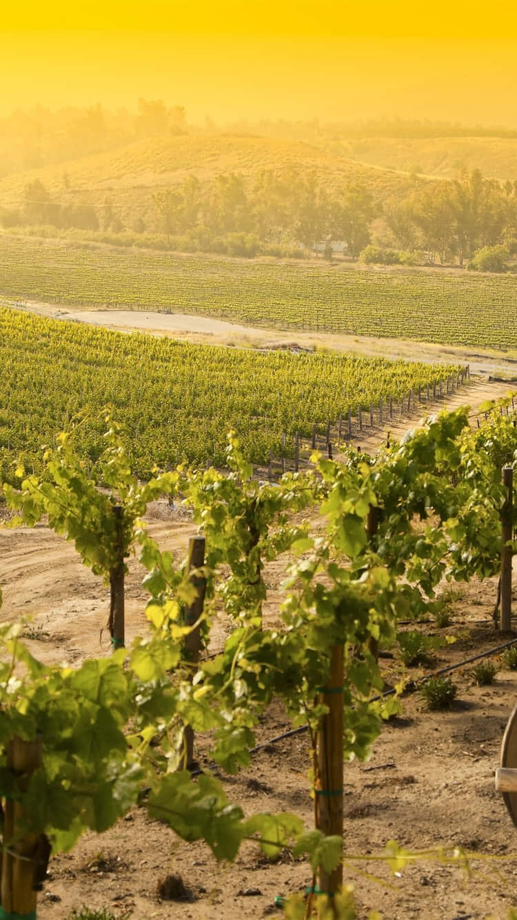 Yellow Sky In Vineyard Background