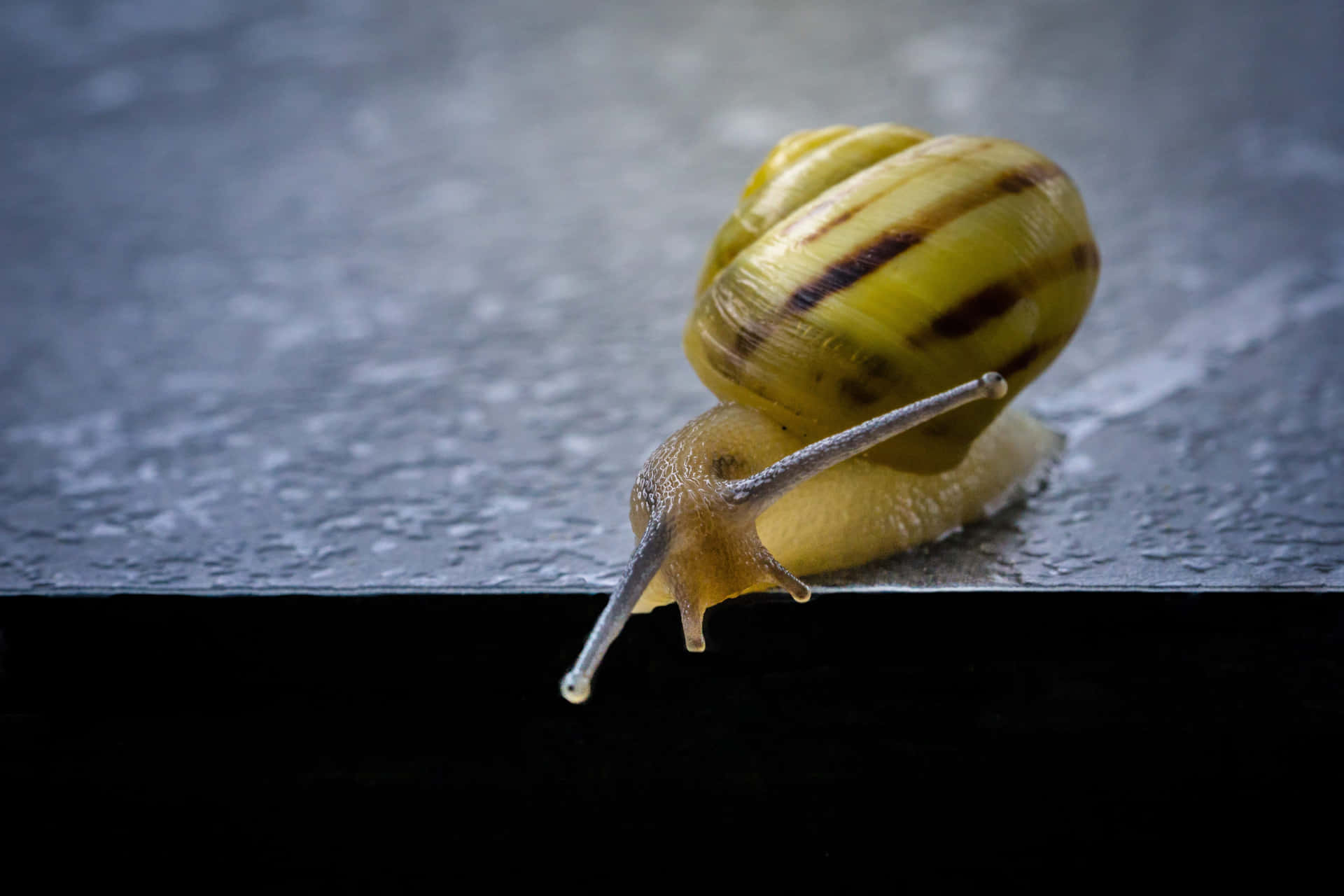Yellow Snail Edge Close Up Background