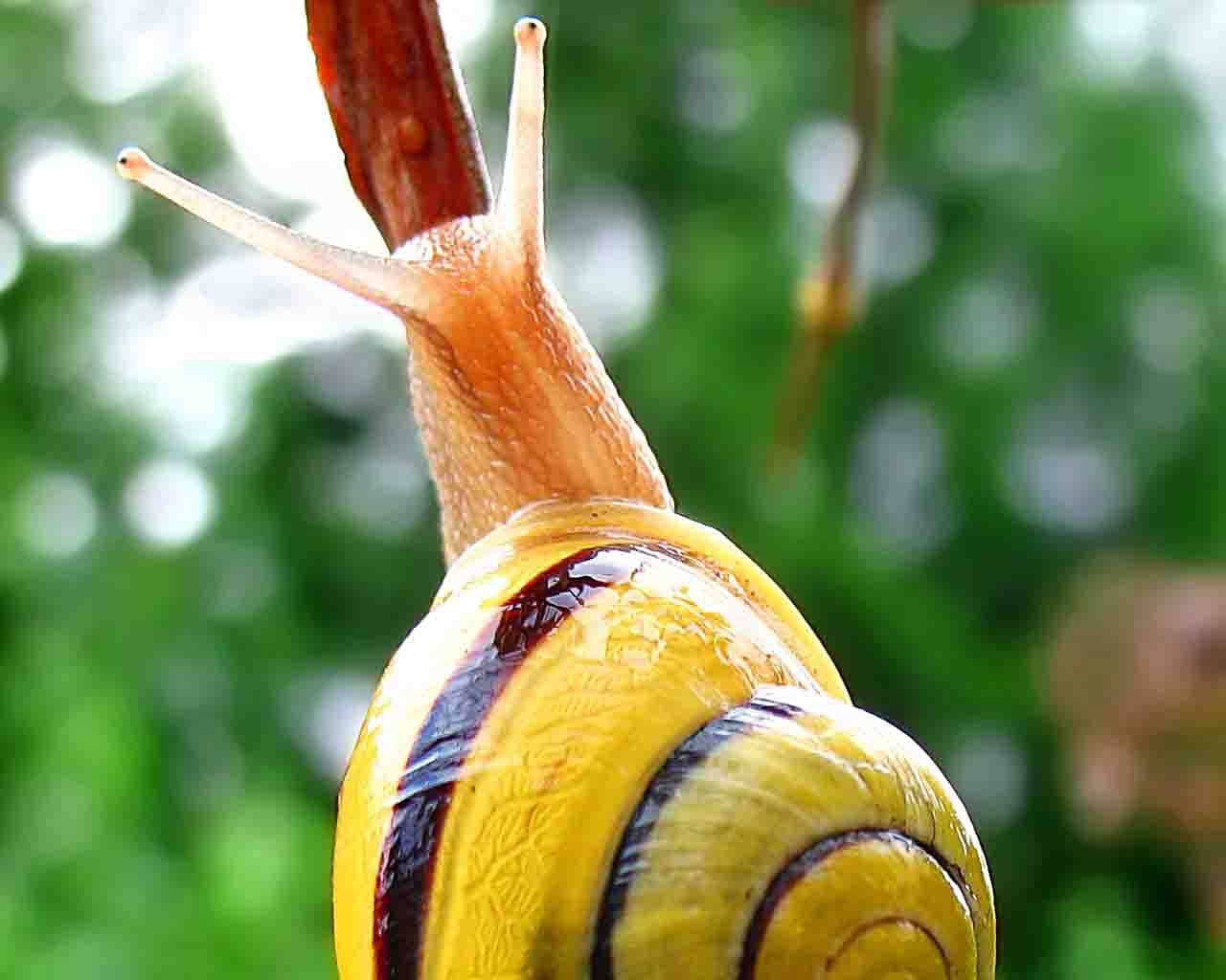 Yellow Snail Background