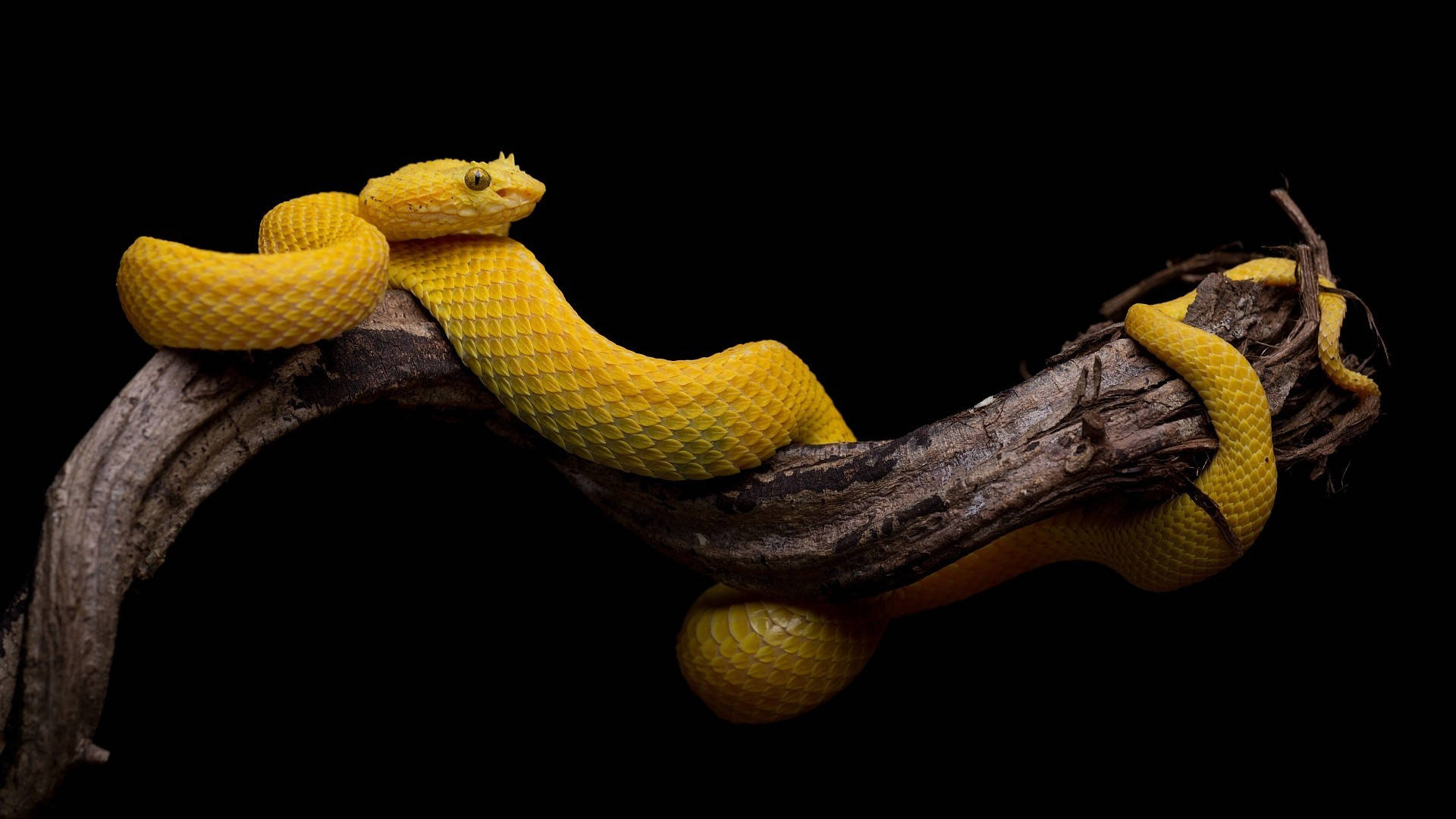 Yellow Snake Animal Background