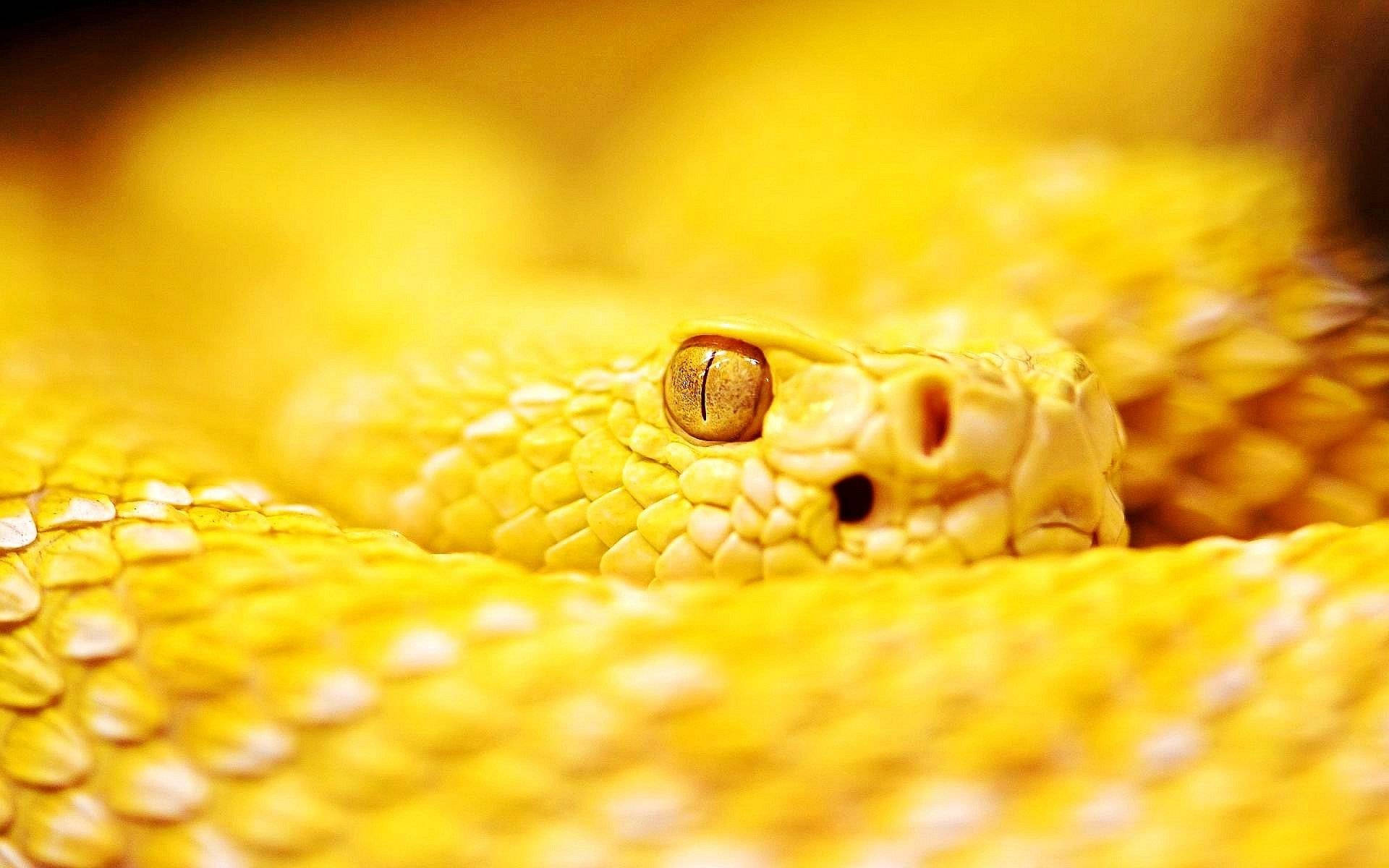 Yellow South American Coral Snake Background