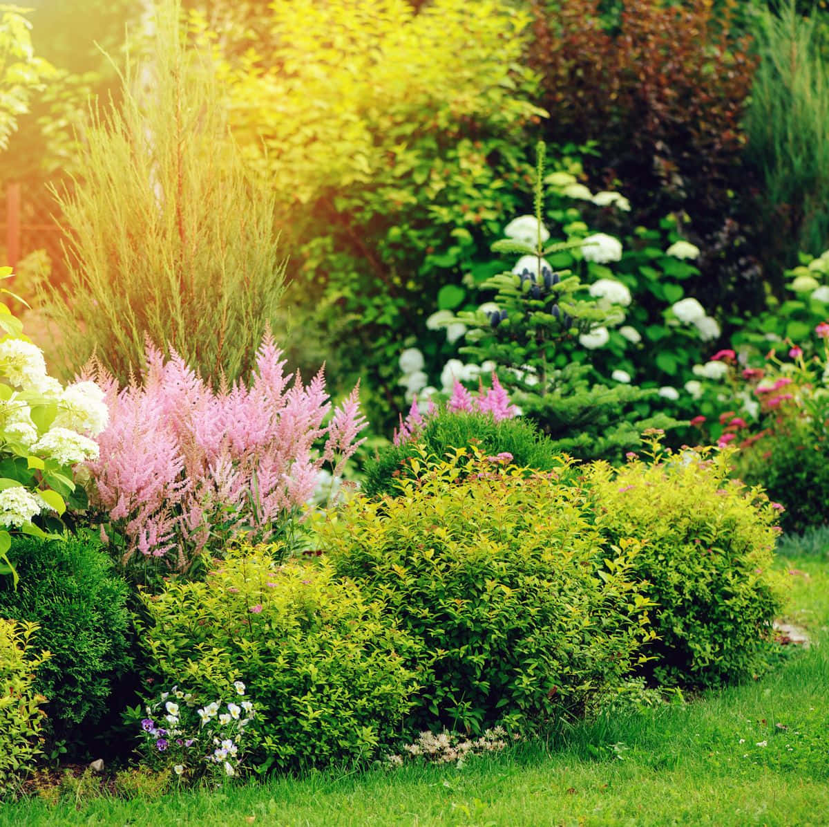 Yellow Spirea Garden With Flowers And Shrubs Background