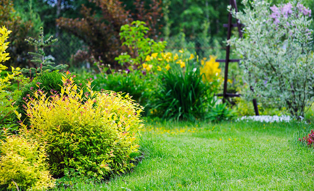 Yellow Spireas Shrubs Summer In Garden Background