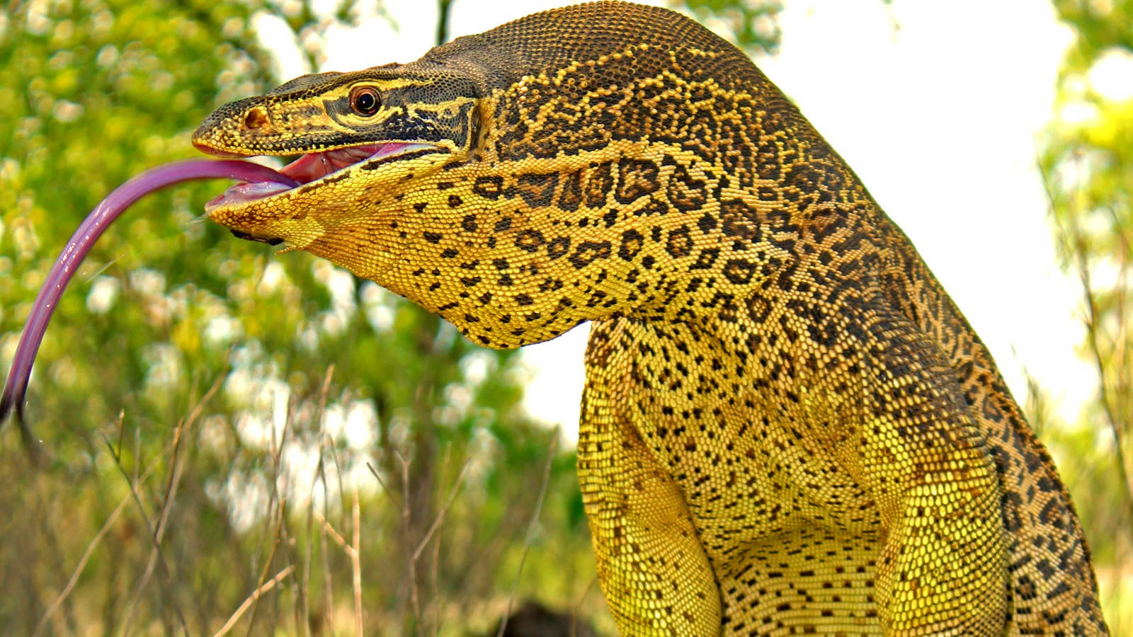 Yellow Spotted Argus Monitor Lizard Background