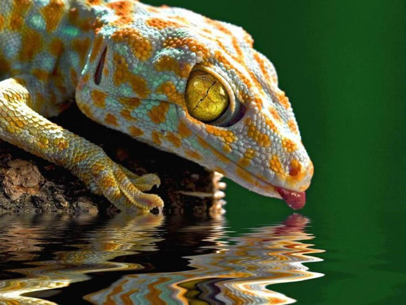 Yellow Spotted Gecko On The Lake