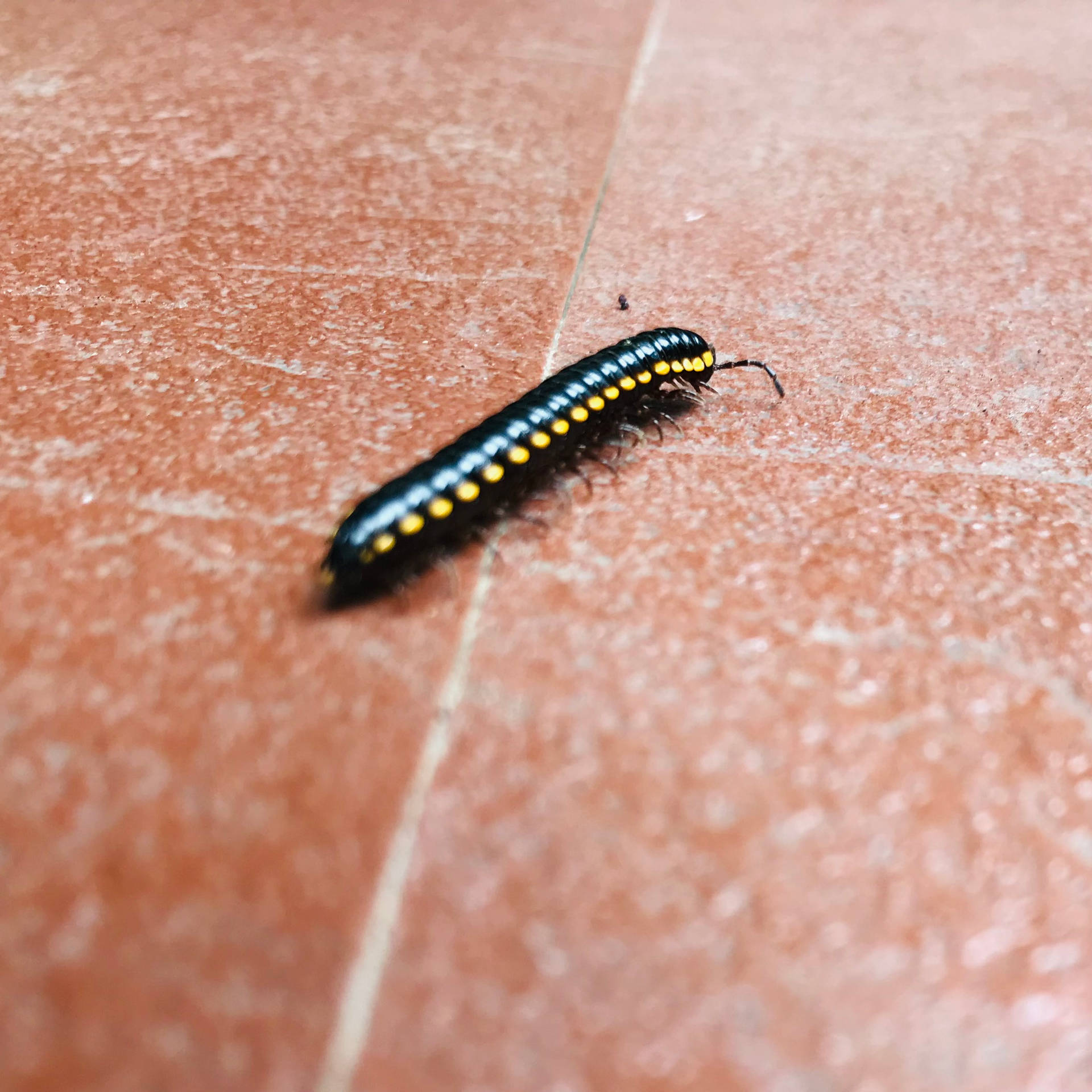 Yellow-spotted Millipede On The Floor Background