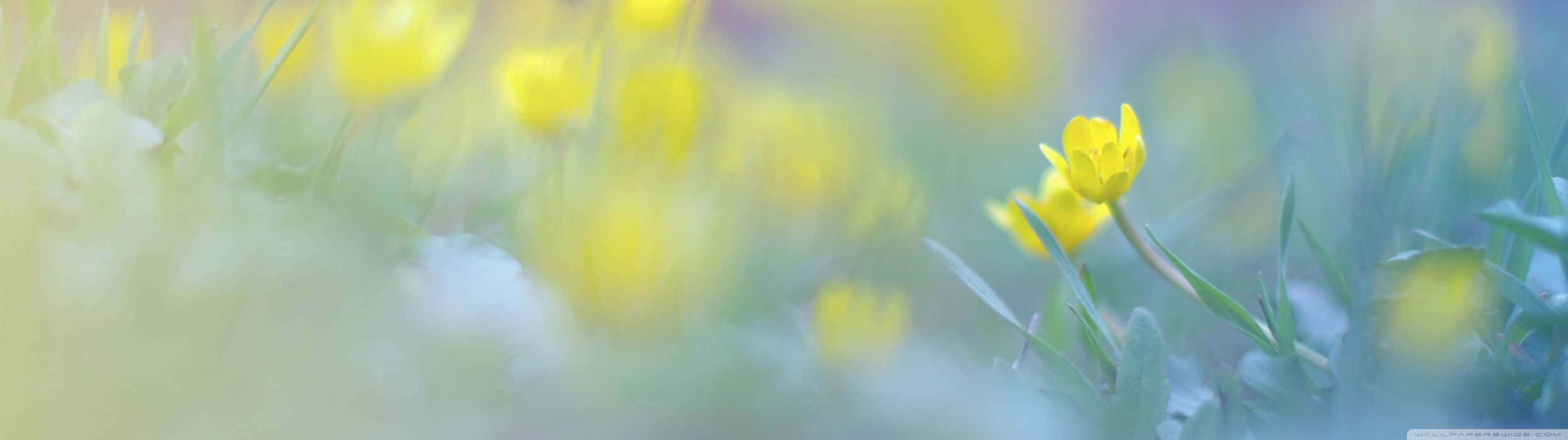 Yellow Spring Dual Screen Background