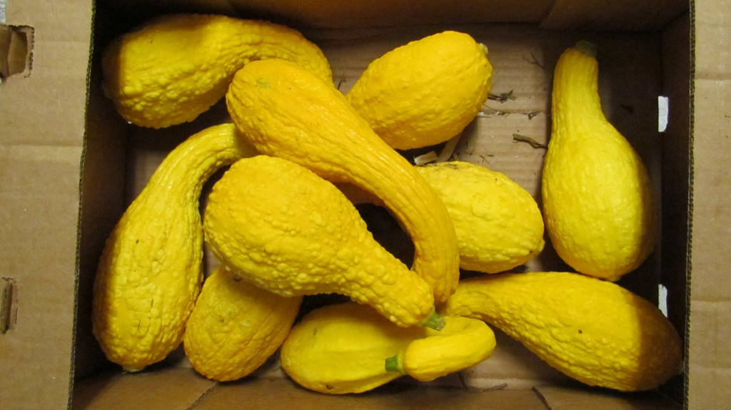 Yellow Squash In A Box Background