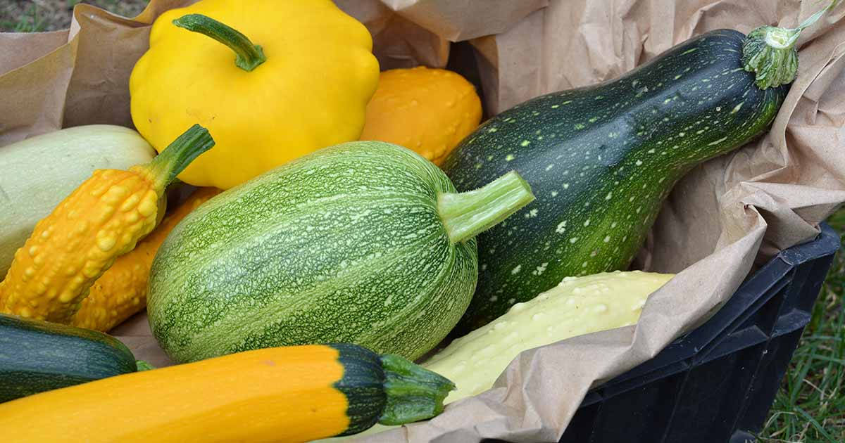 Yellow Squash With Other Kinds