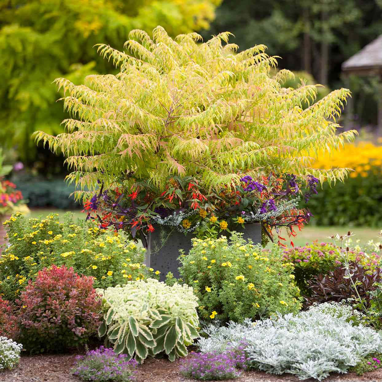 Yellow Staghorn Sumac Plant Bush Background