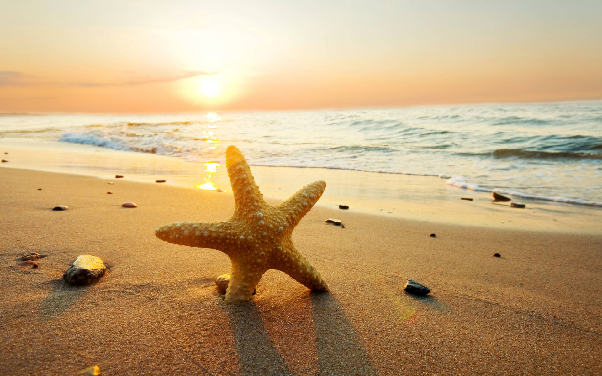 Yellow Starfish Beach Sunset Background