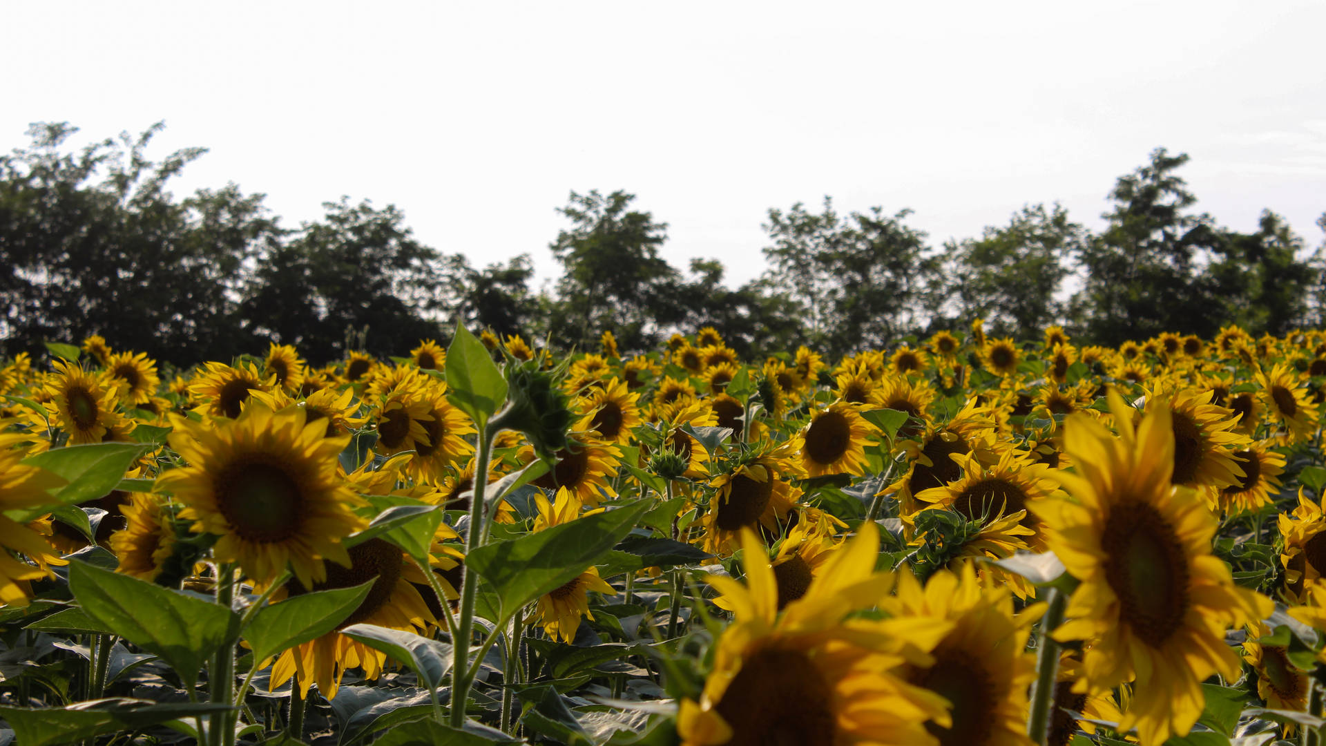 Yellow Sunflower Aesthetic Field Background