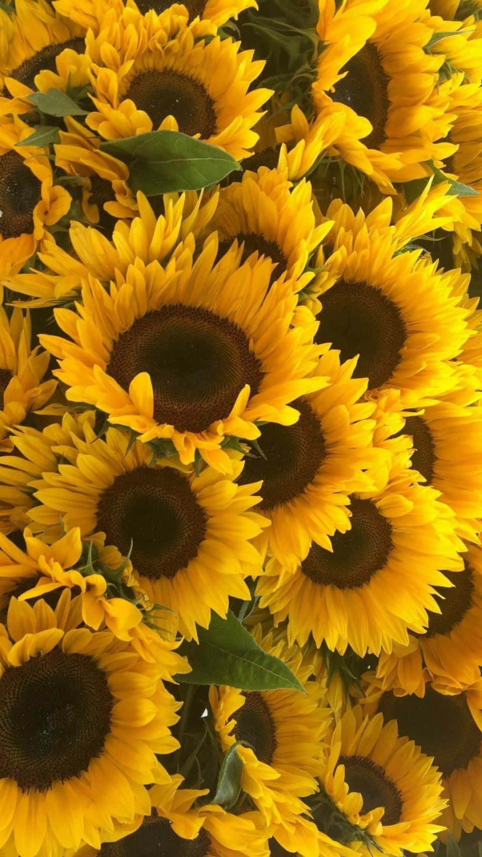 Yellow Sunflower Samsung Phone Background