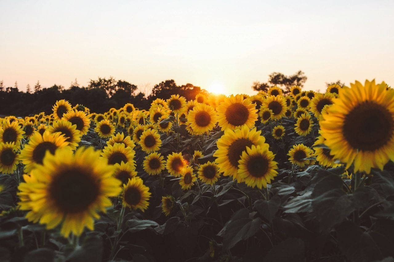 Yellow Sunflowers Aesthetic Computer Background