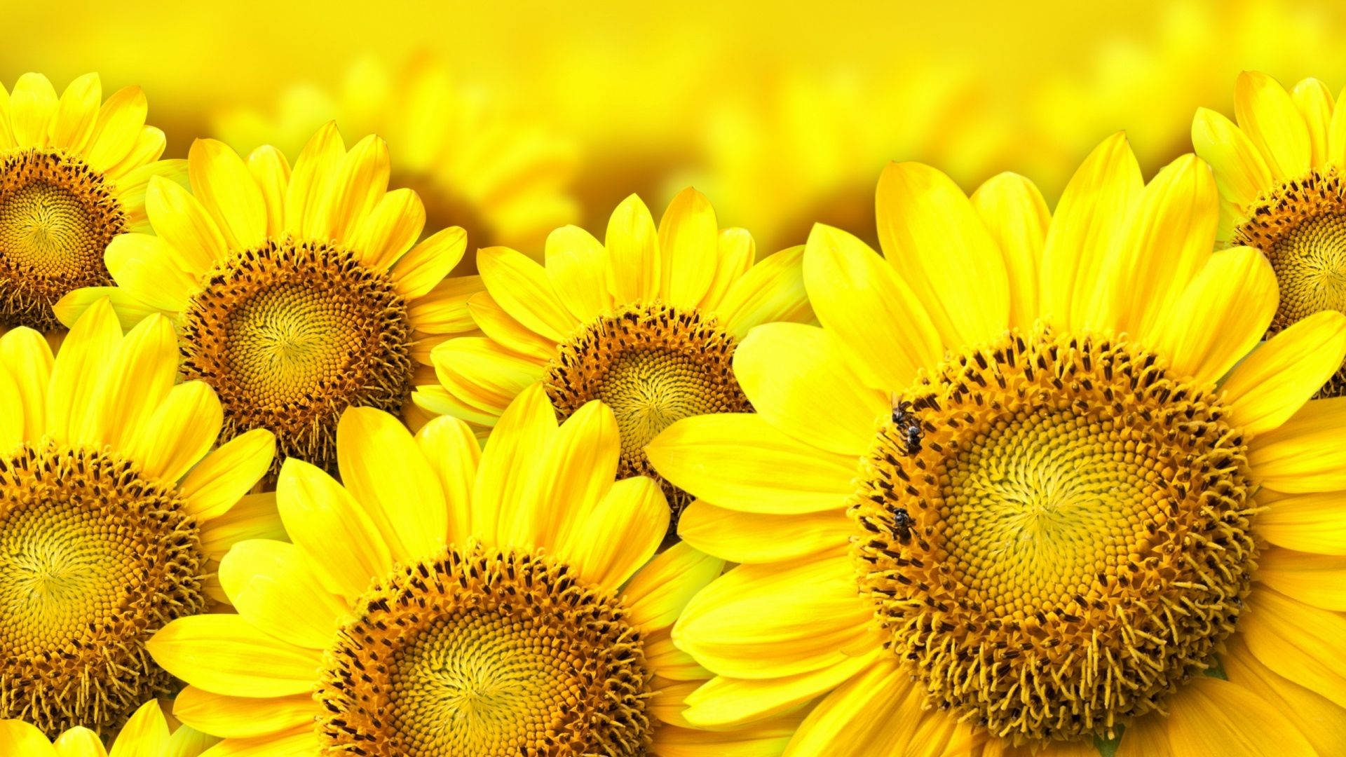 Yellow Sunflowers Blossom Background