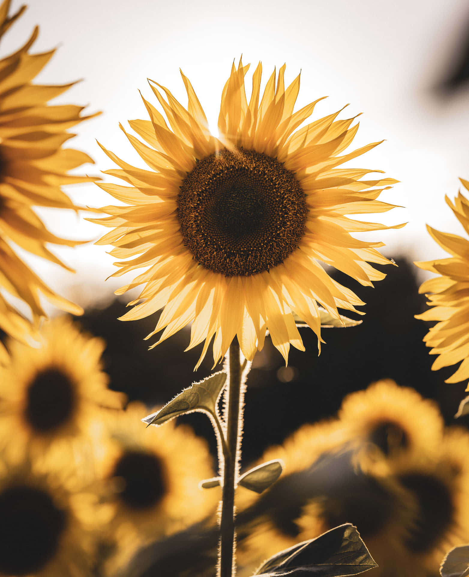 Yellow Sunflowers Ipad Background