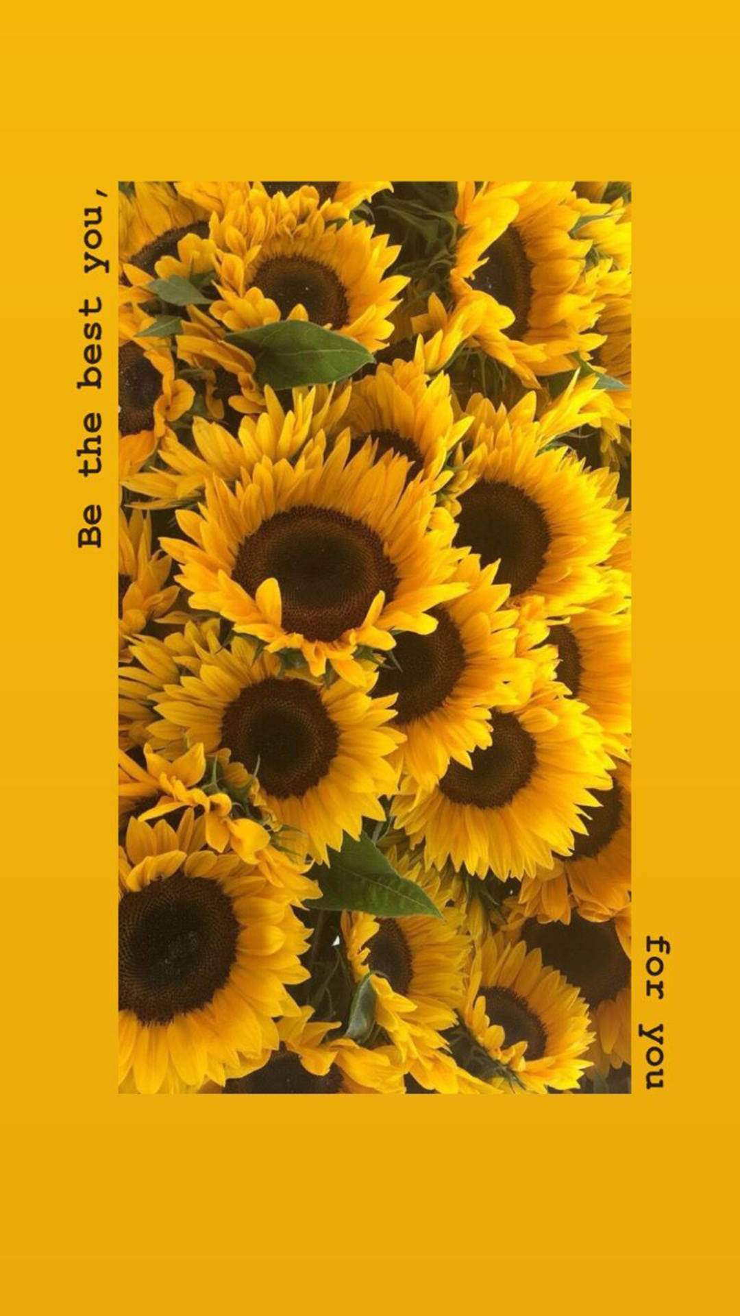 Yellow Sunflowers Quote Spring Iphone Background
