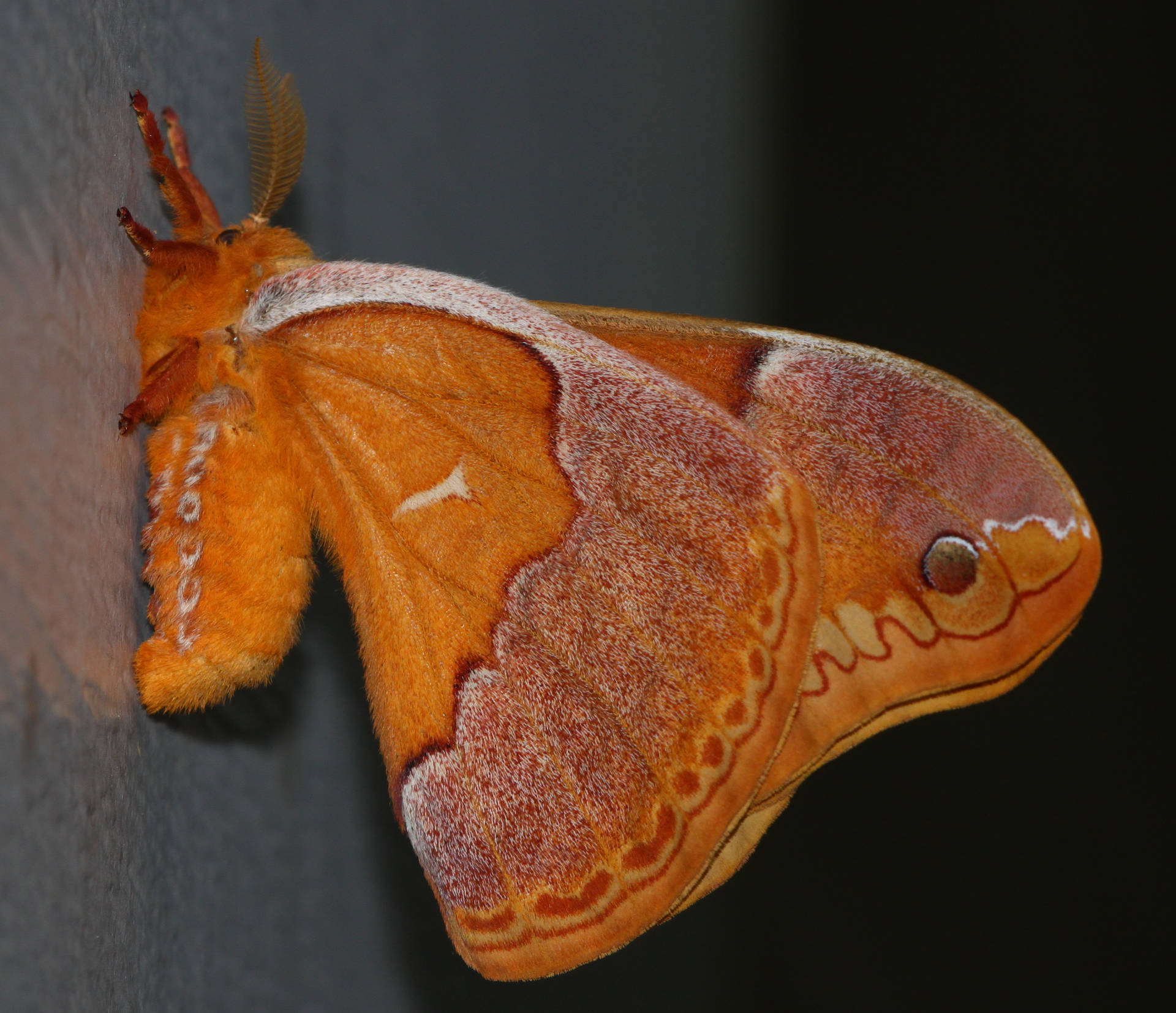 Yellow Sweetbay Silkmoth Beautiful Nature Background