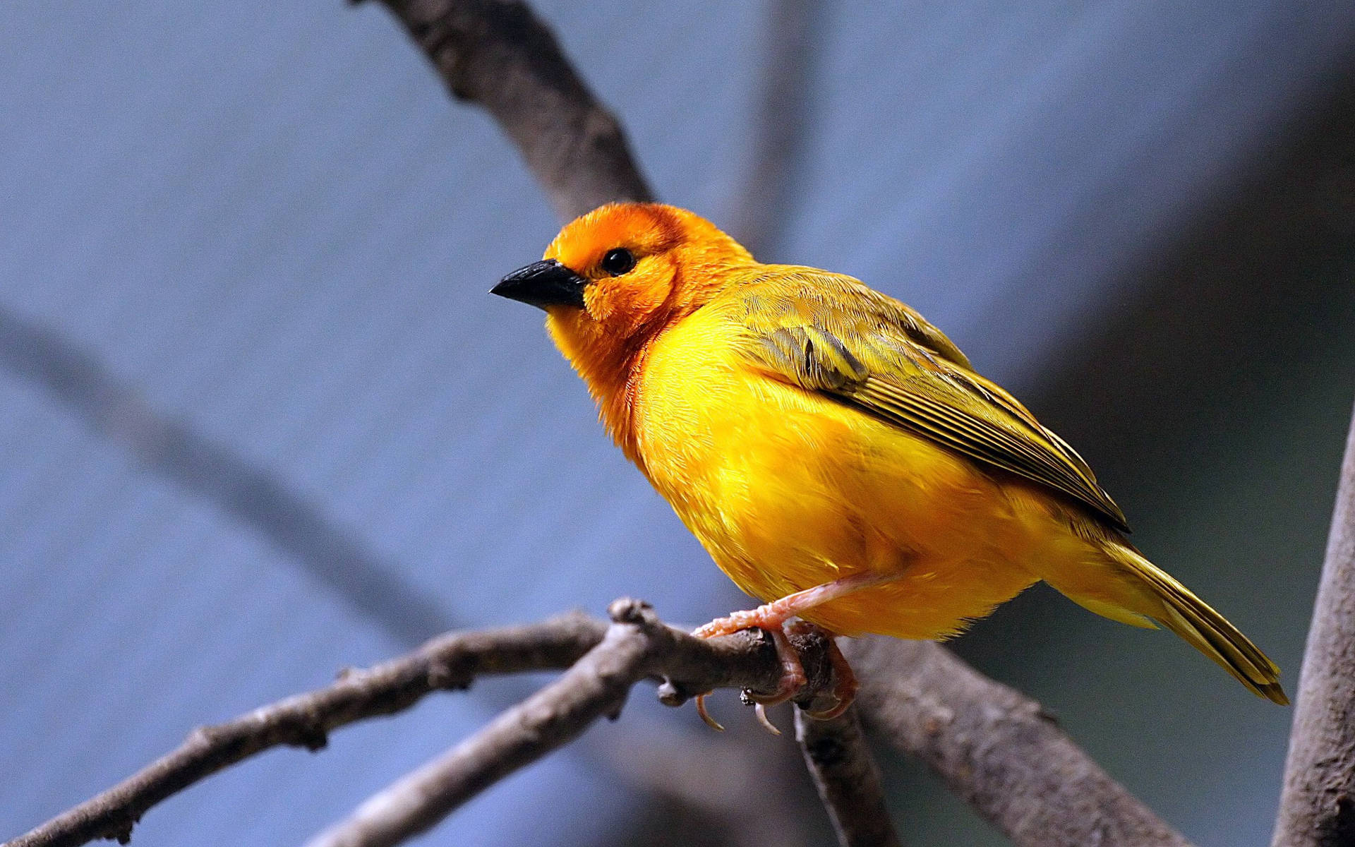 Yellow Tanager Bird Background