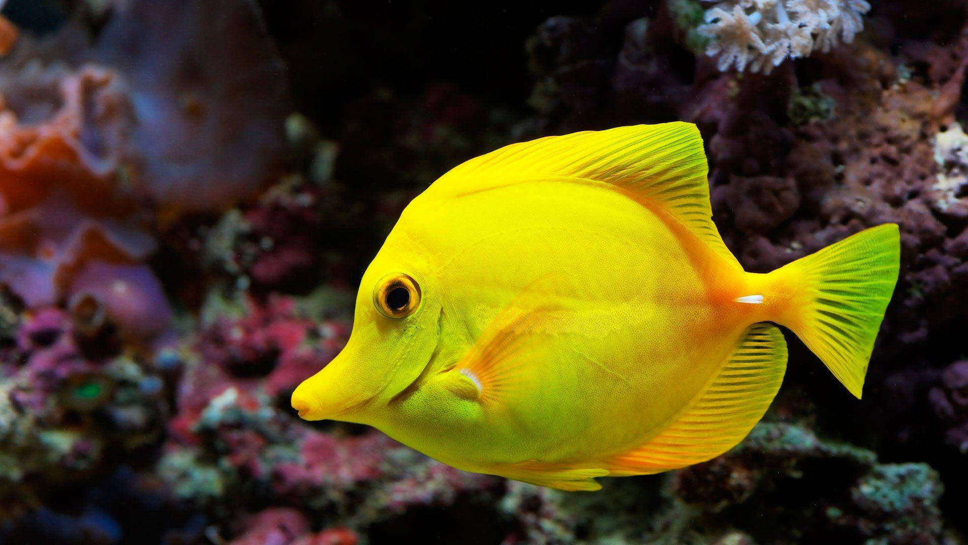 Yellow Tang Beautiful Fish Background