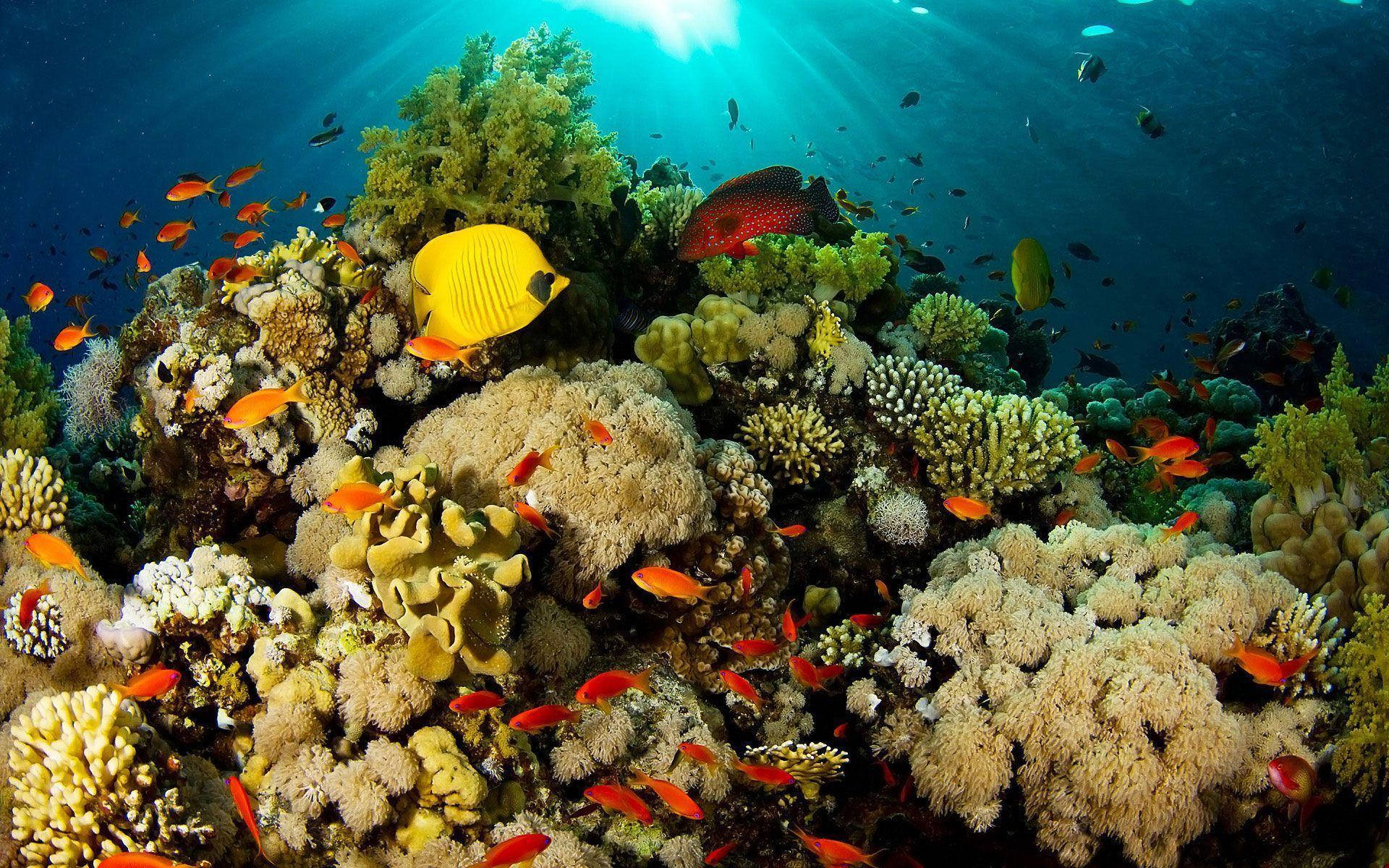 Yellow Tang Coral Background