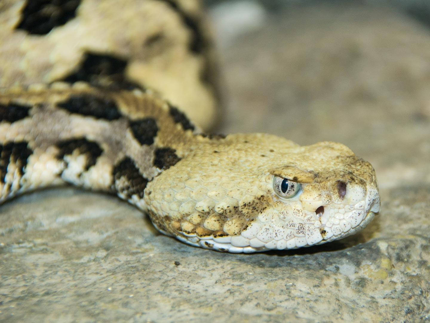 Yellow Timber Rattler Snake Closer Look Background