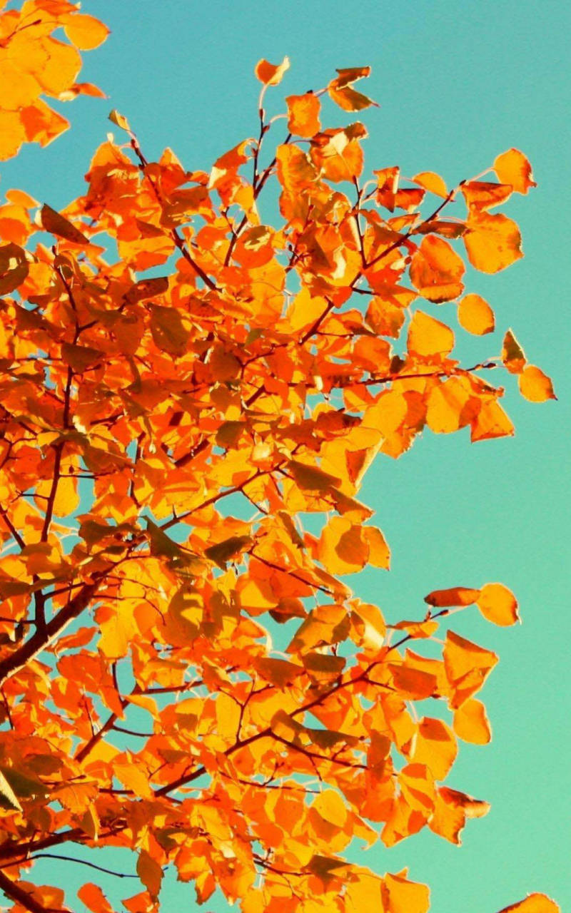 Yellow Tree And Sky Fall Iphone Background