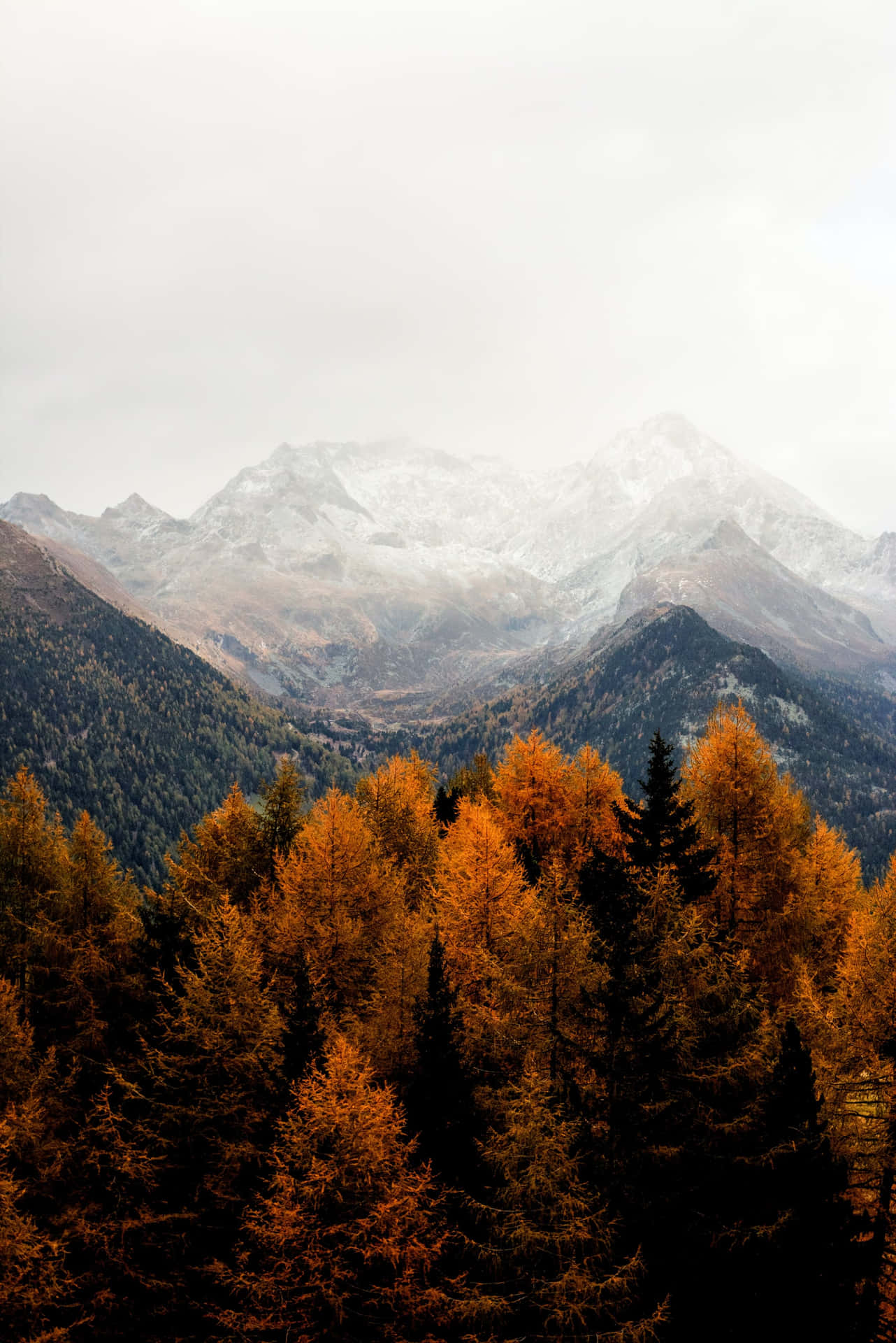 Yellow Trees Mountain Aesthetic Background