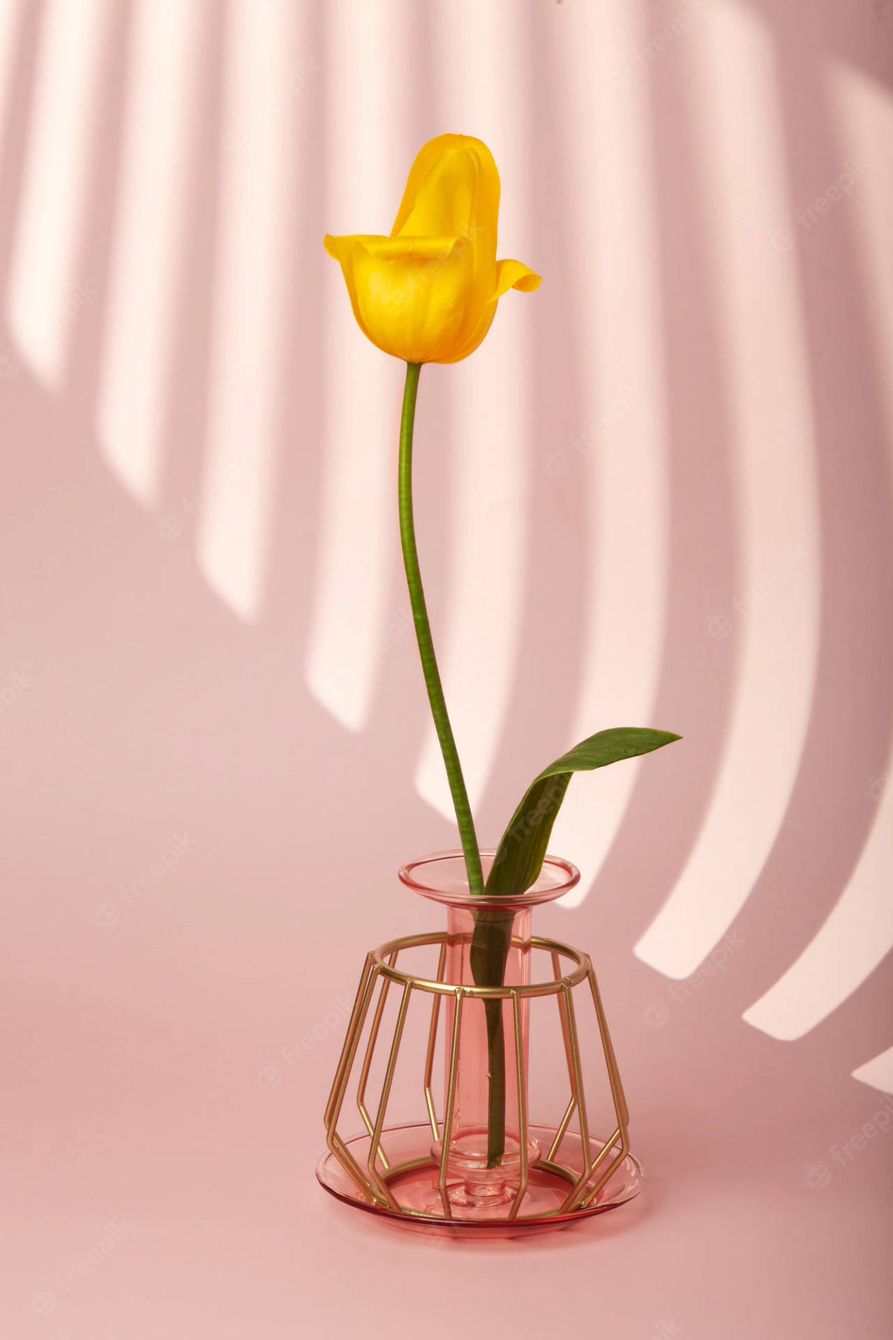 Yellow Tulip In Vase Spring Iphone