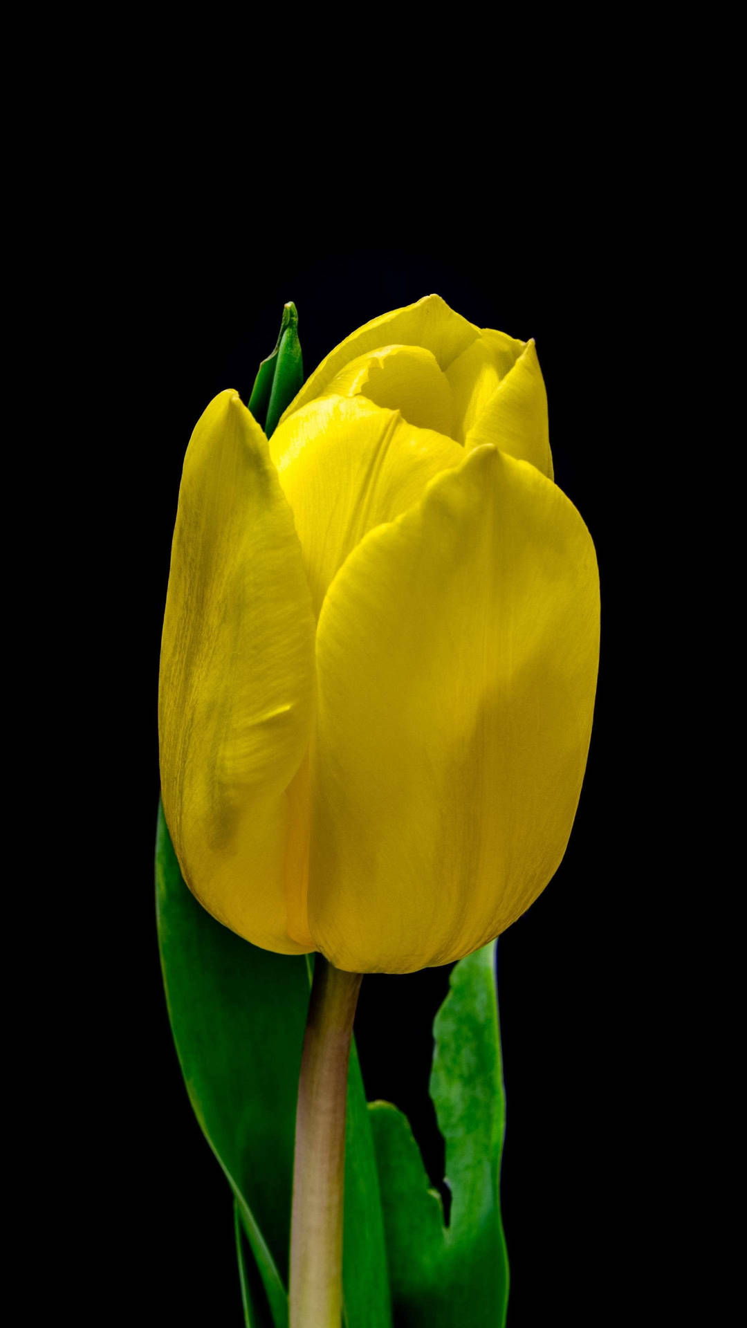 Yellow Tulip With Leaves Flower Phone Background