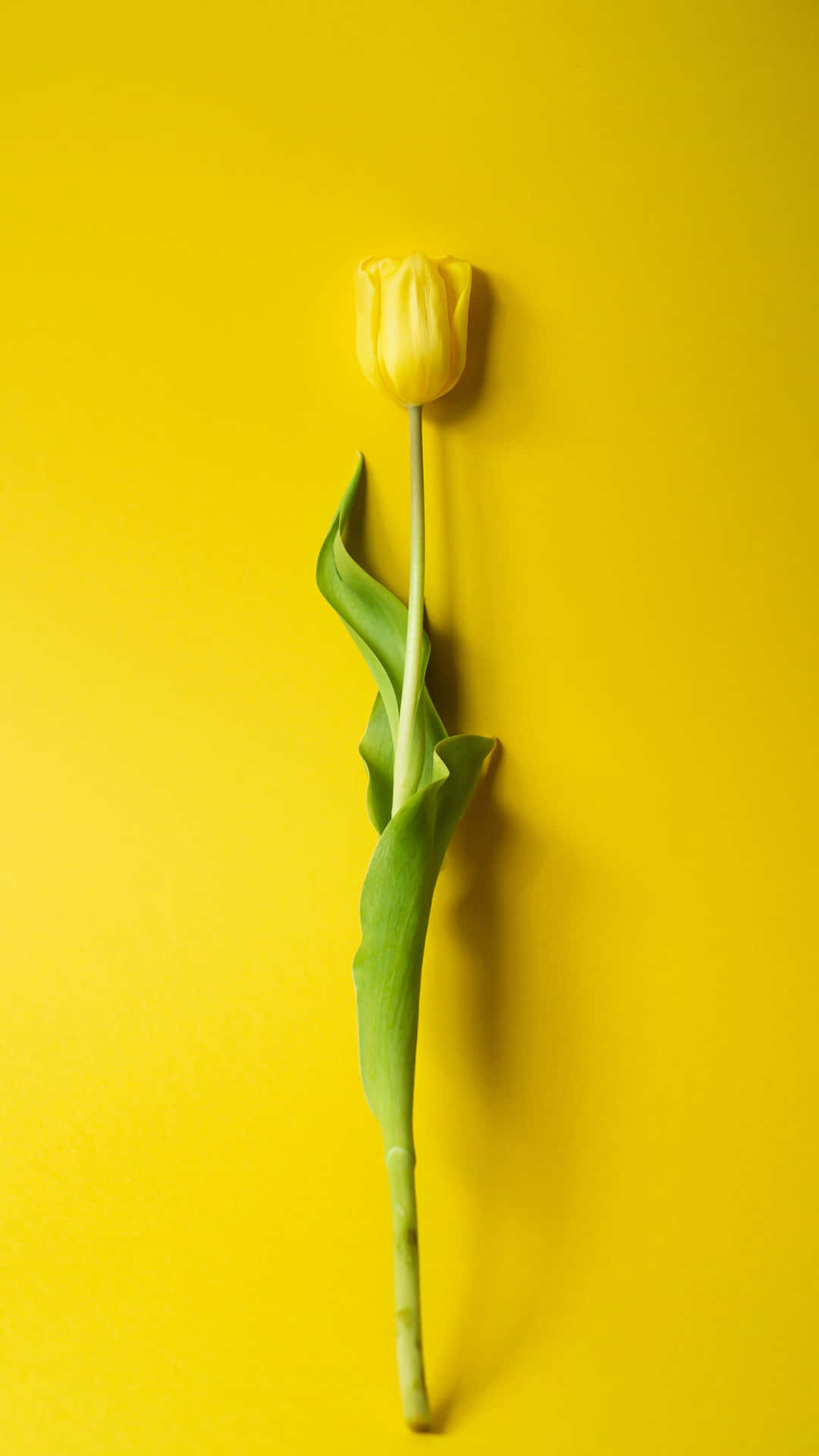 Yellow Tulip Yellow Background Background