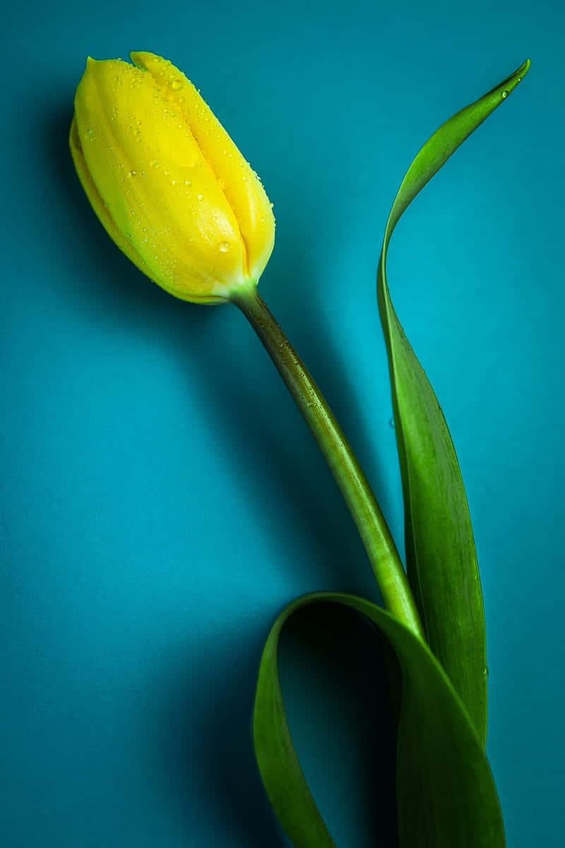Yellow Tulipon Blue Background Background