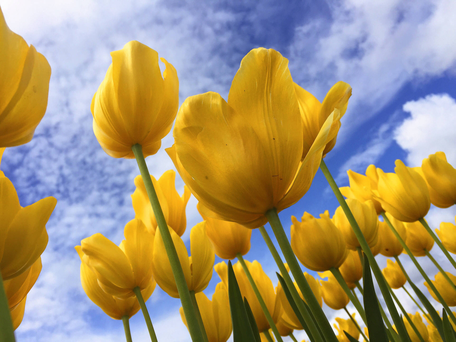 Yellow Tulips Under The Sky Background