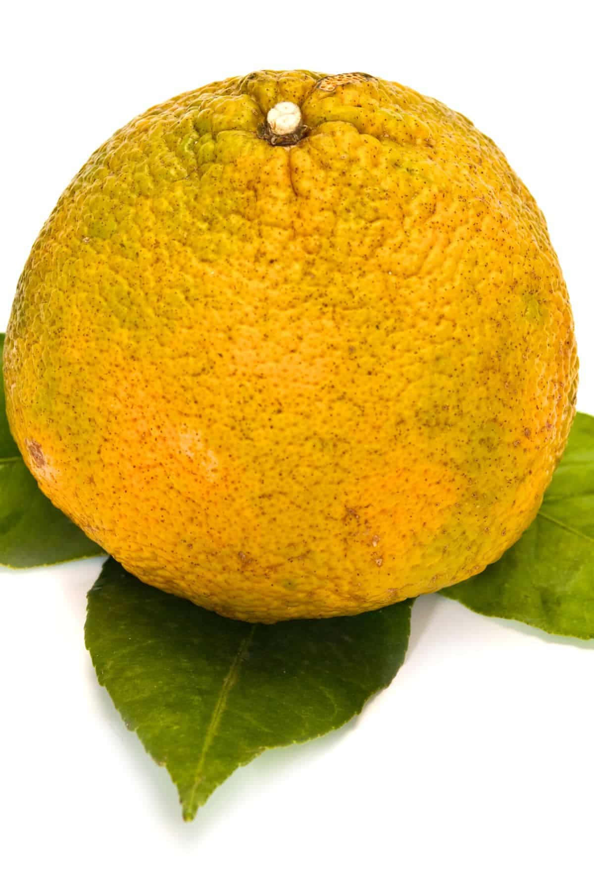 Yellow Ugli Citrus Fruit On Leaves Background