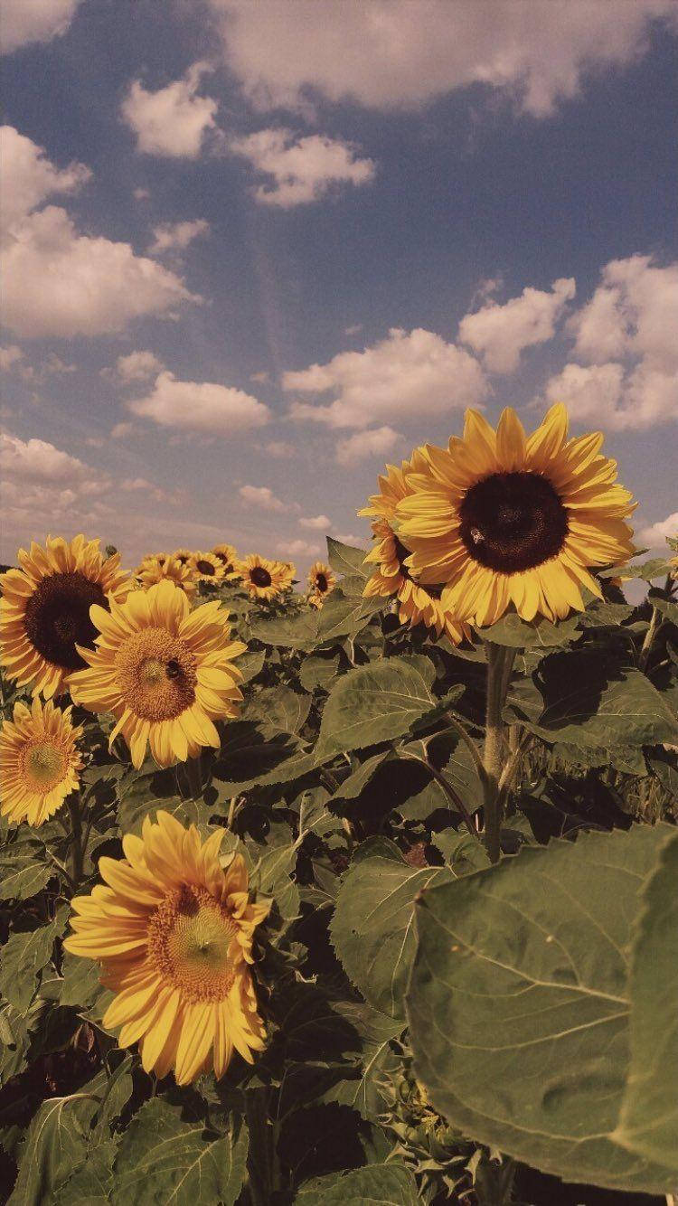 Yellow Vintage Aesthetic Image Of Sunflower Background