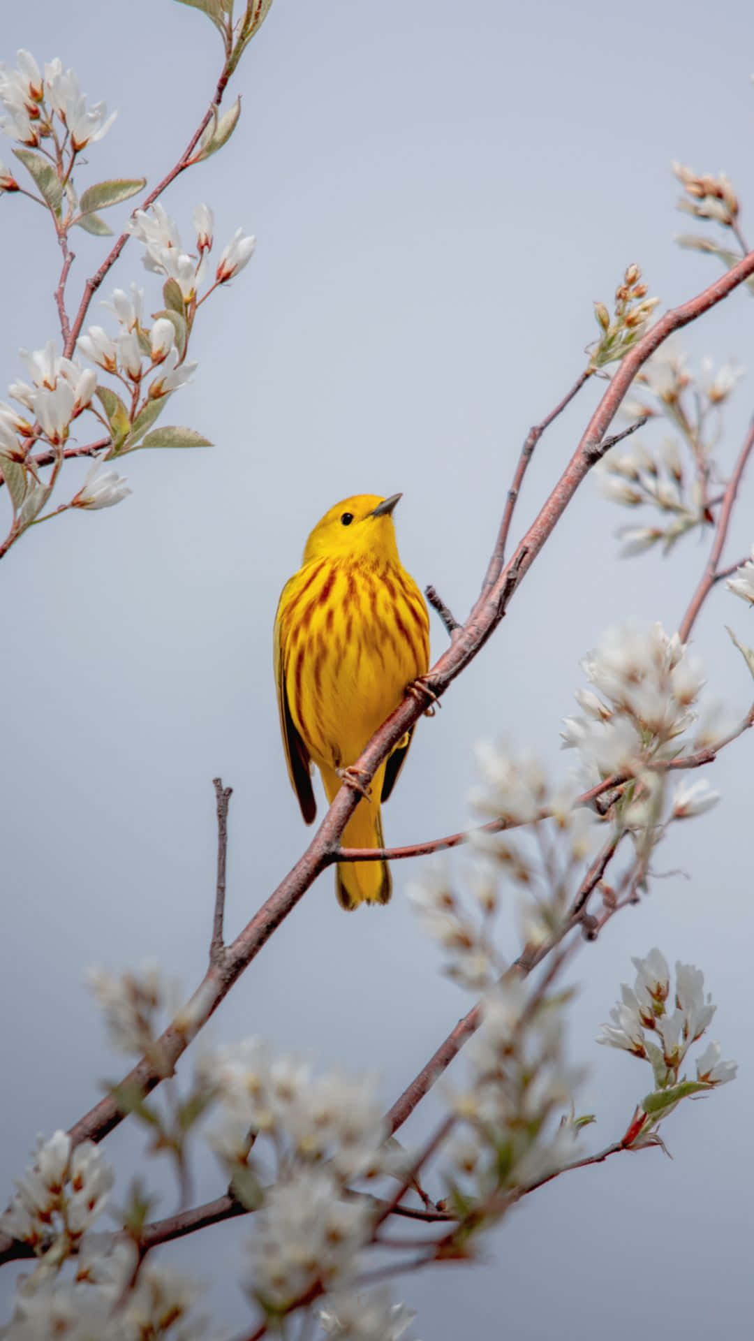 Yellow Warbler Bird Iphone