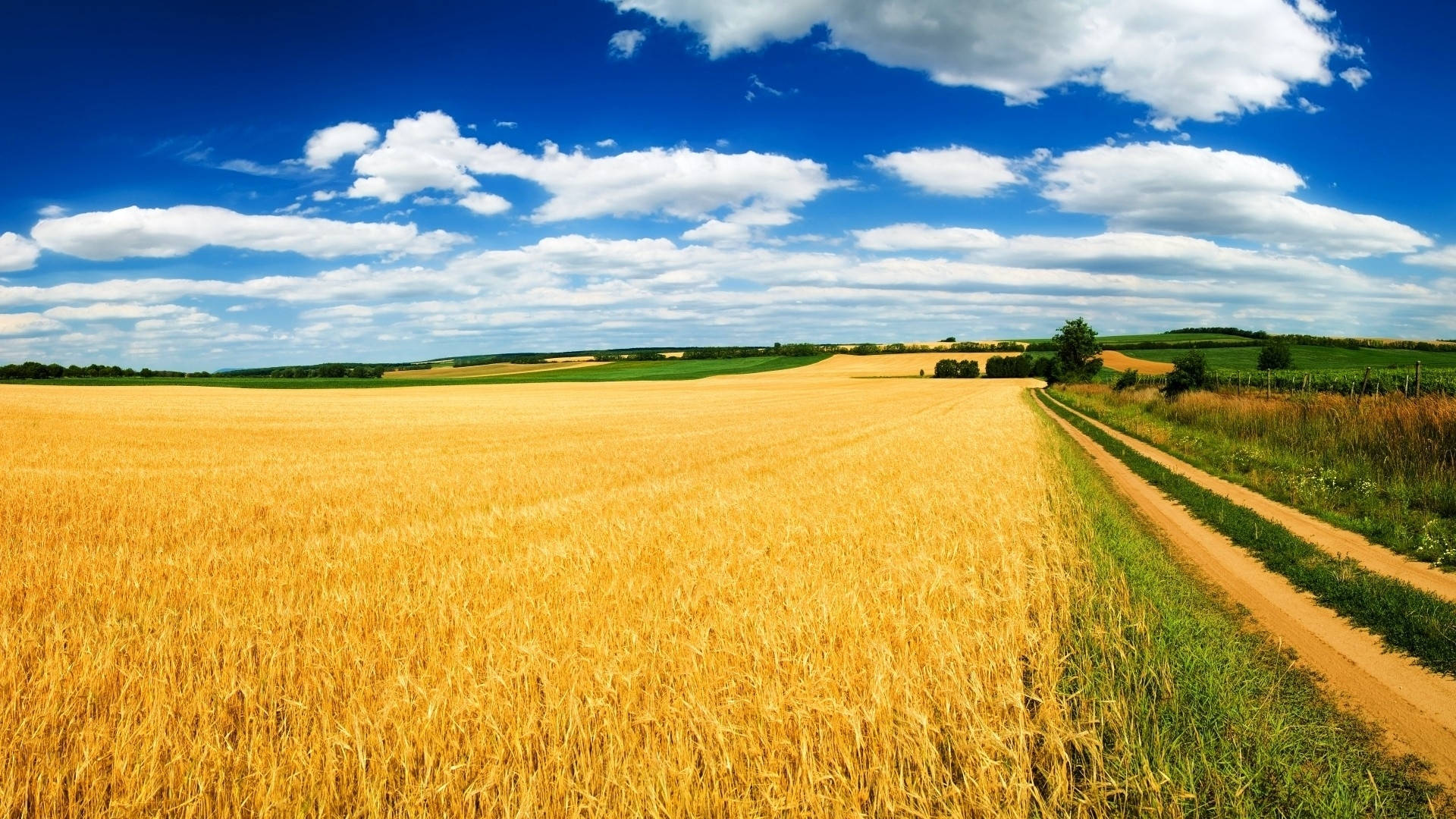 Yellow Wheat Field Background