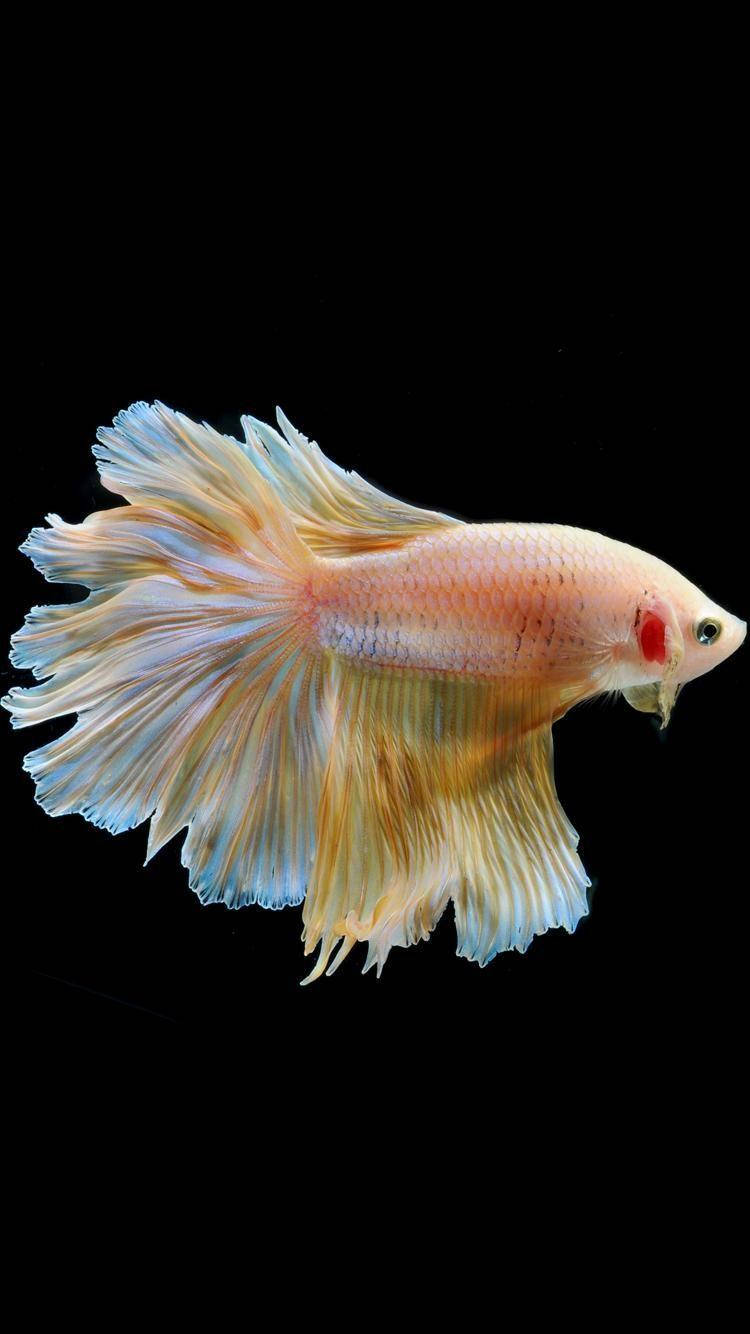 Yellow White Betta Fish