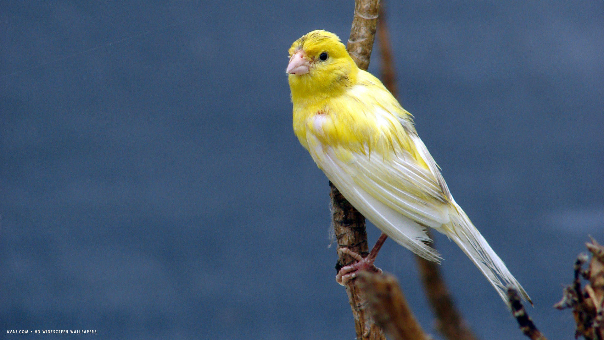 Yellow White Canary Bird Background