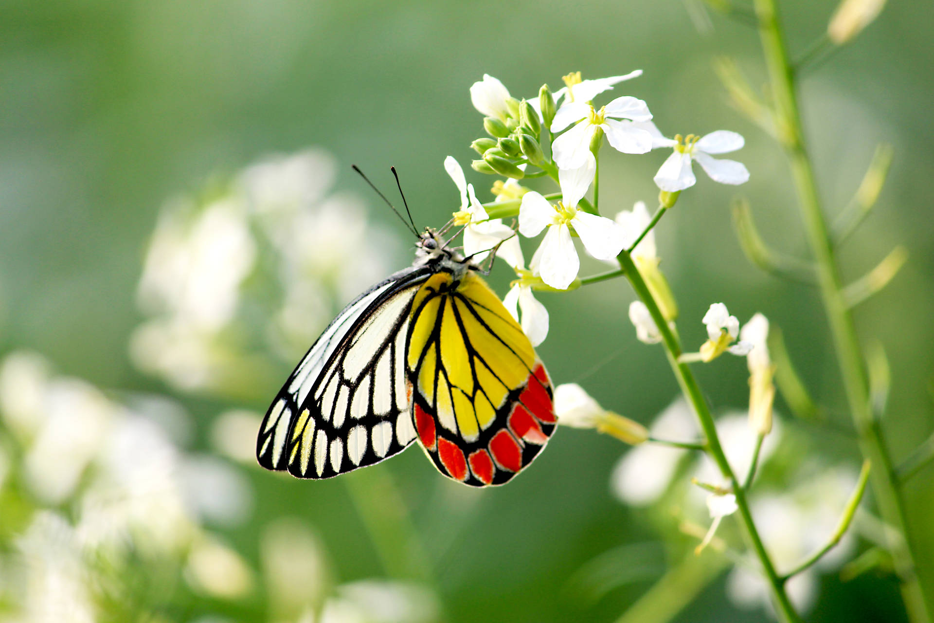 Yellow White Red Beautiful Butterfly Background